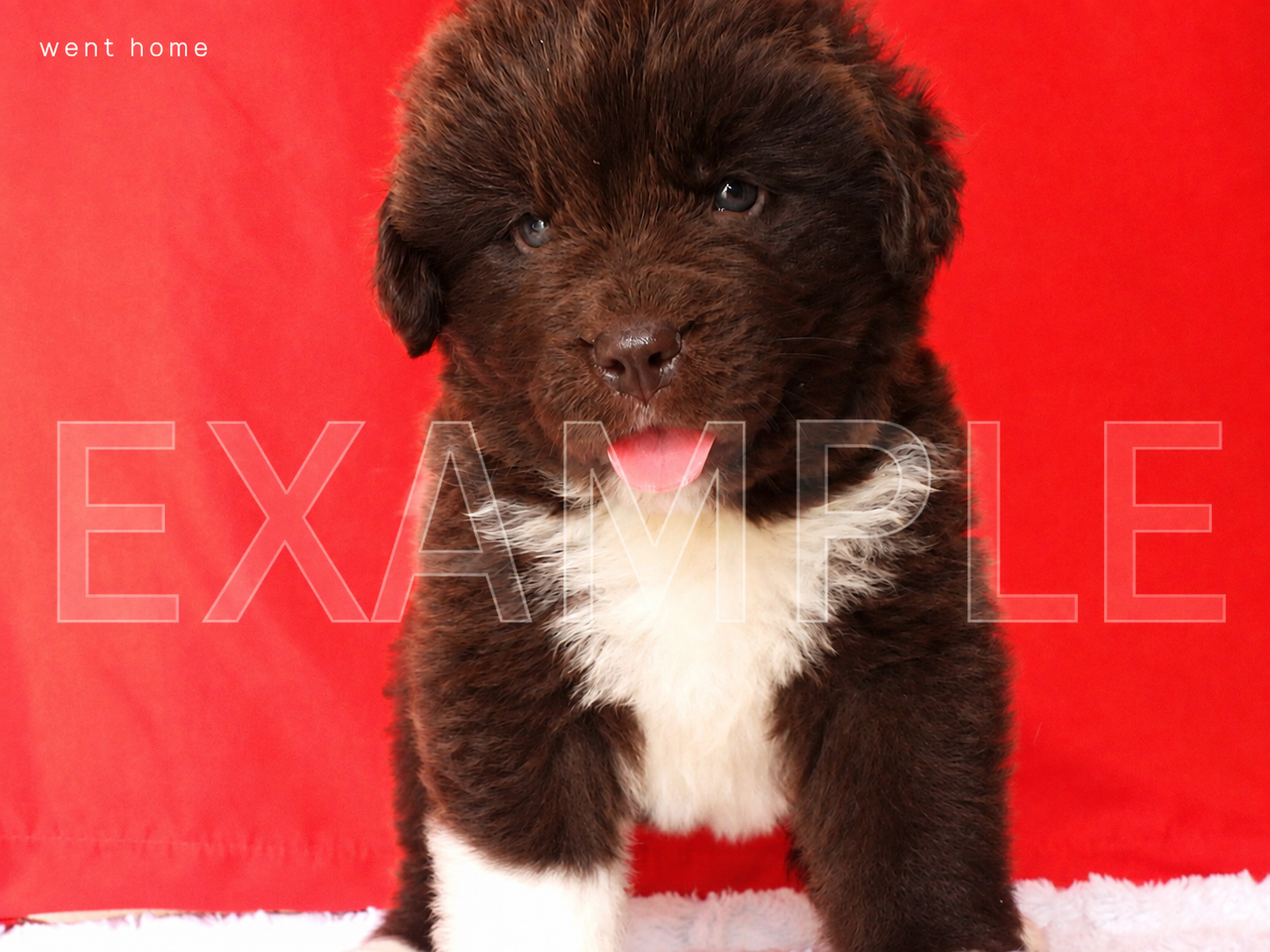 Brown Puppy