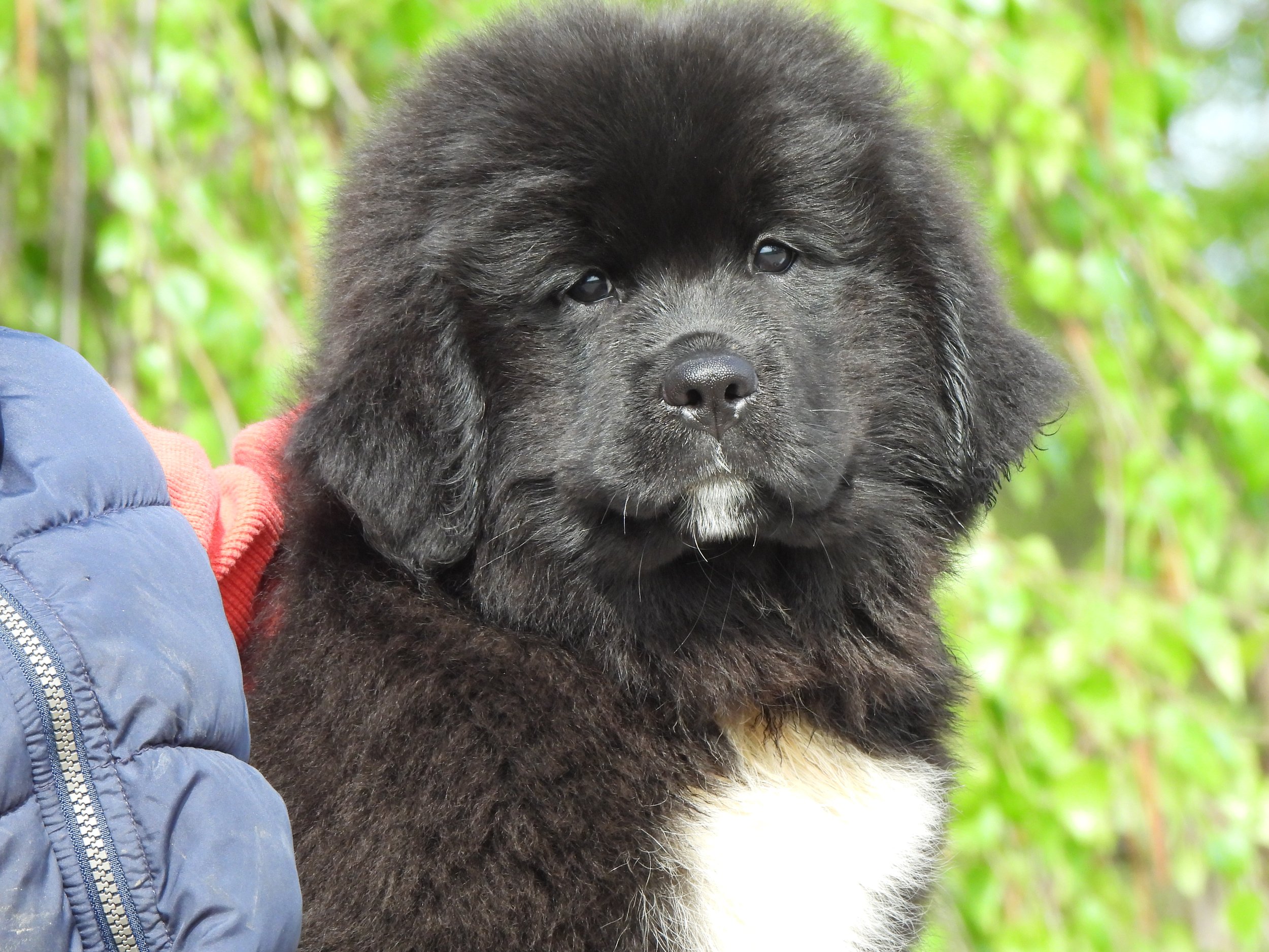 Close-up of a fluffy black Newfoundland puppy being held outdoors in a green, leafy environment. Available for sale near Columbus Ohio in Dalton Ohio 
