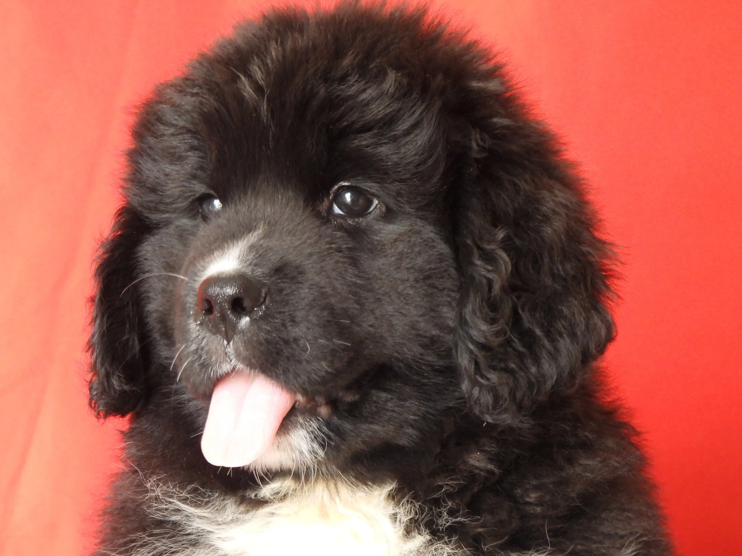 Black newfoundland puppy