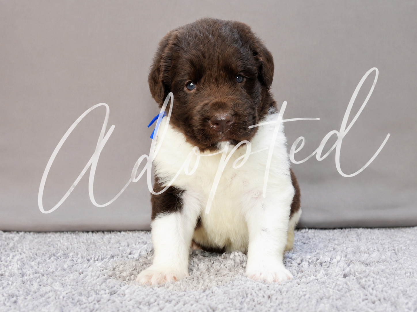 Brown newfoundland Puppy