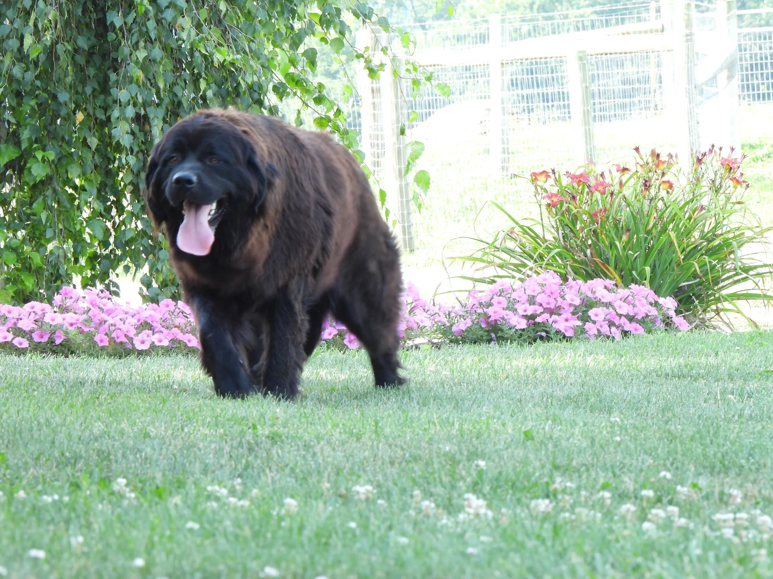 Large brown puppy standing in the grass with flower beds in the background.
