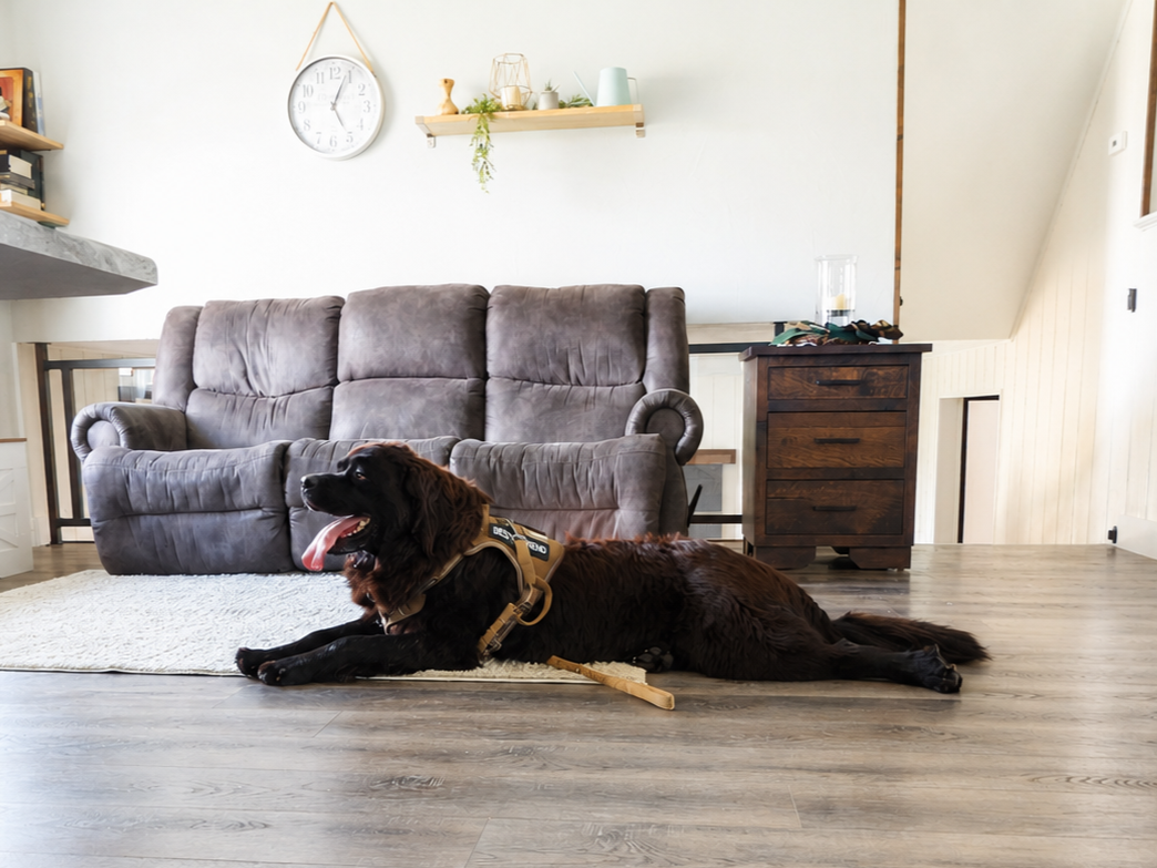 black newfoundland female