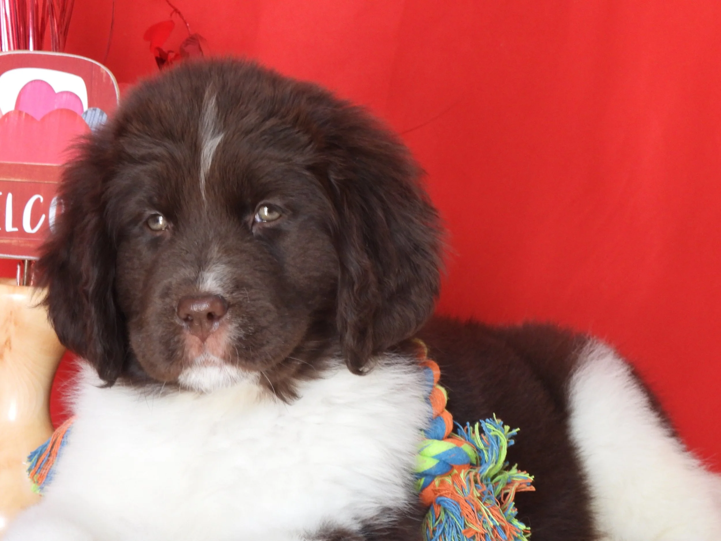Close-up of a brown and white dog with long fur, lying on a colorful rope toy, against a red background.