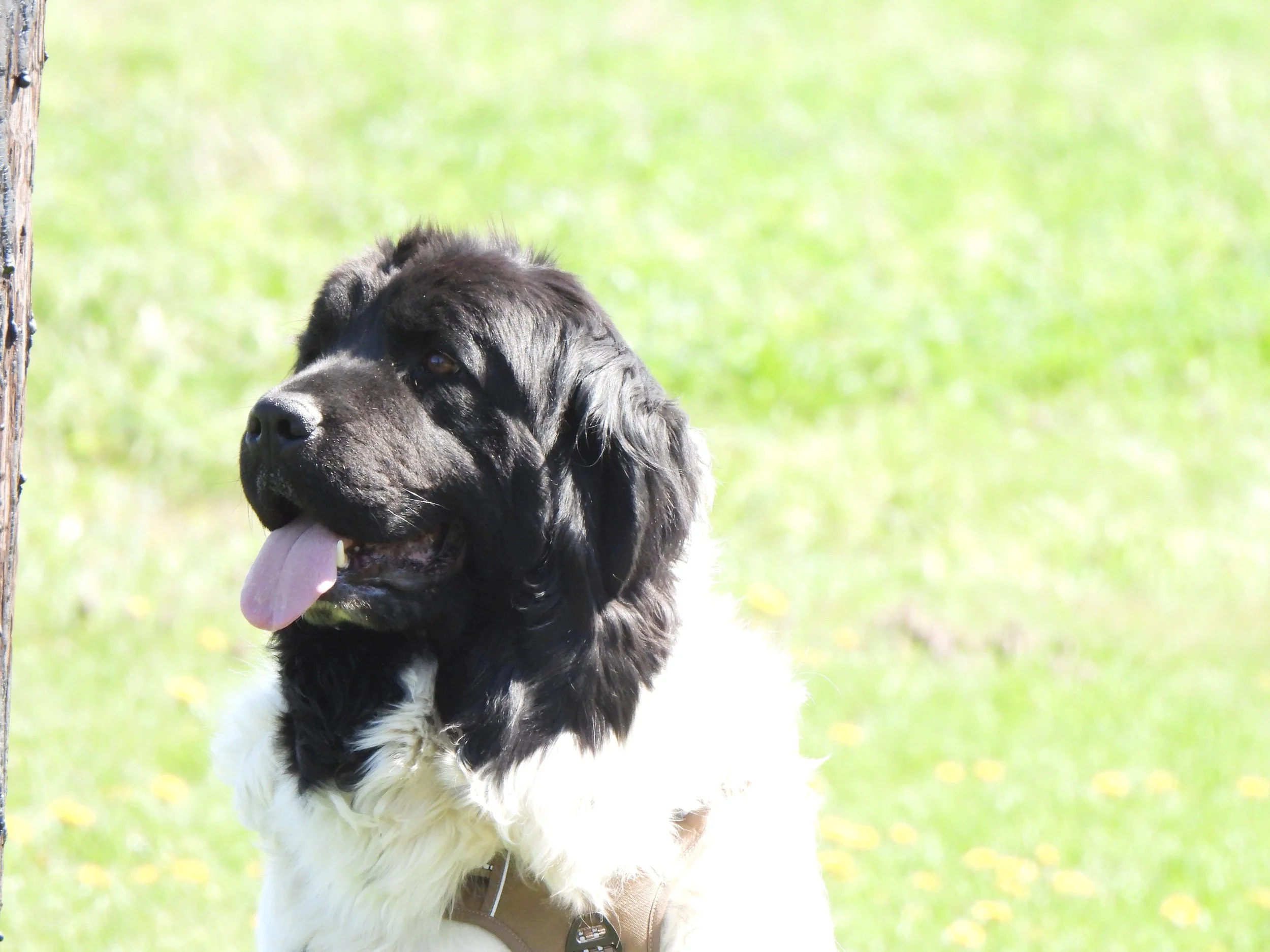 Black and white newfoundland dog with long ears, tongue hanging out, outdoors in a grassy area.