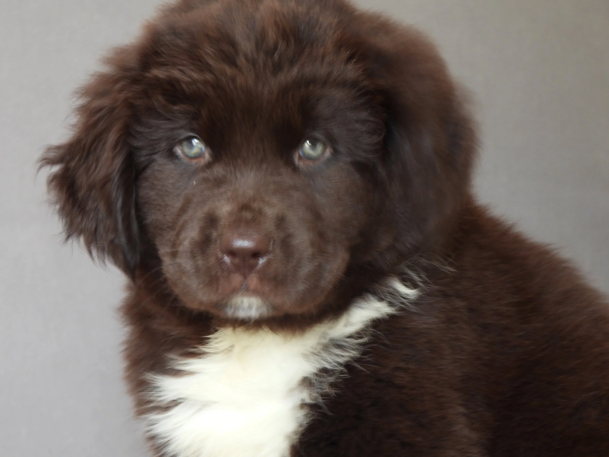 Brown Pupppy