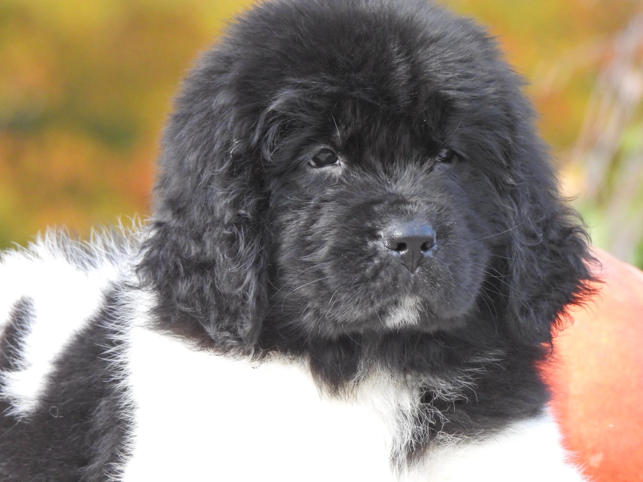 Close-up of a black and white newfoundland puppy with curly fur, OFA cleared through parentage near Clevland Ohio.