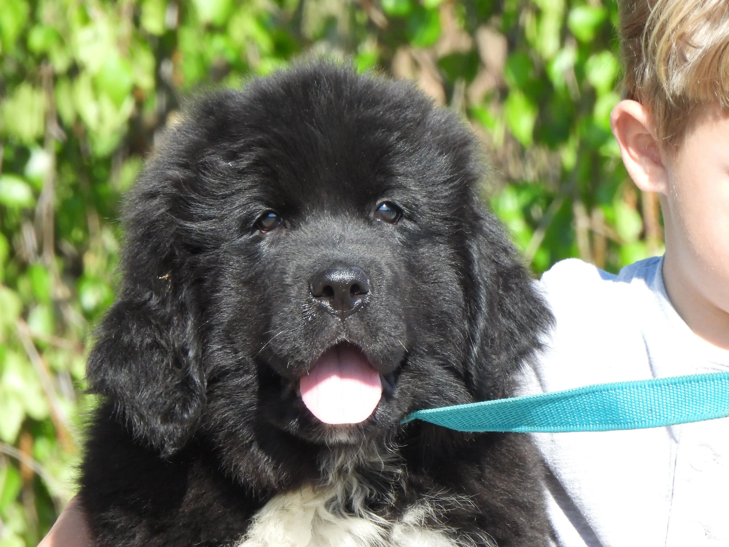 Black newfoundland puppies available from Newfforu near Columbus Ohio