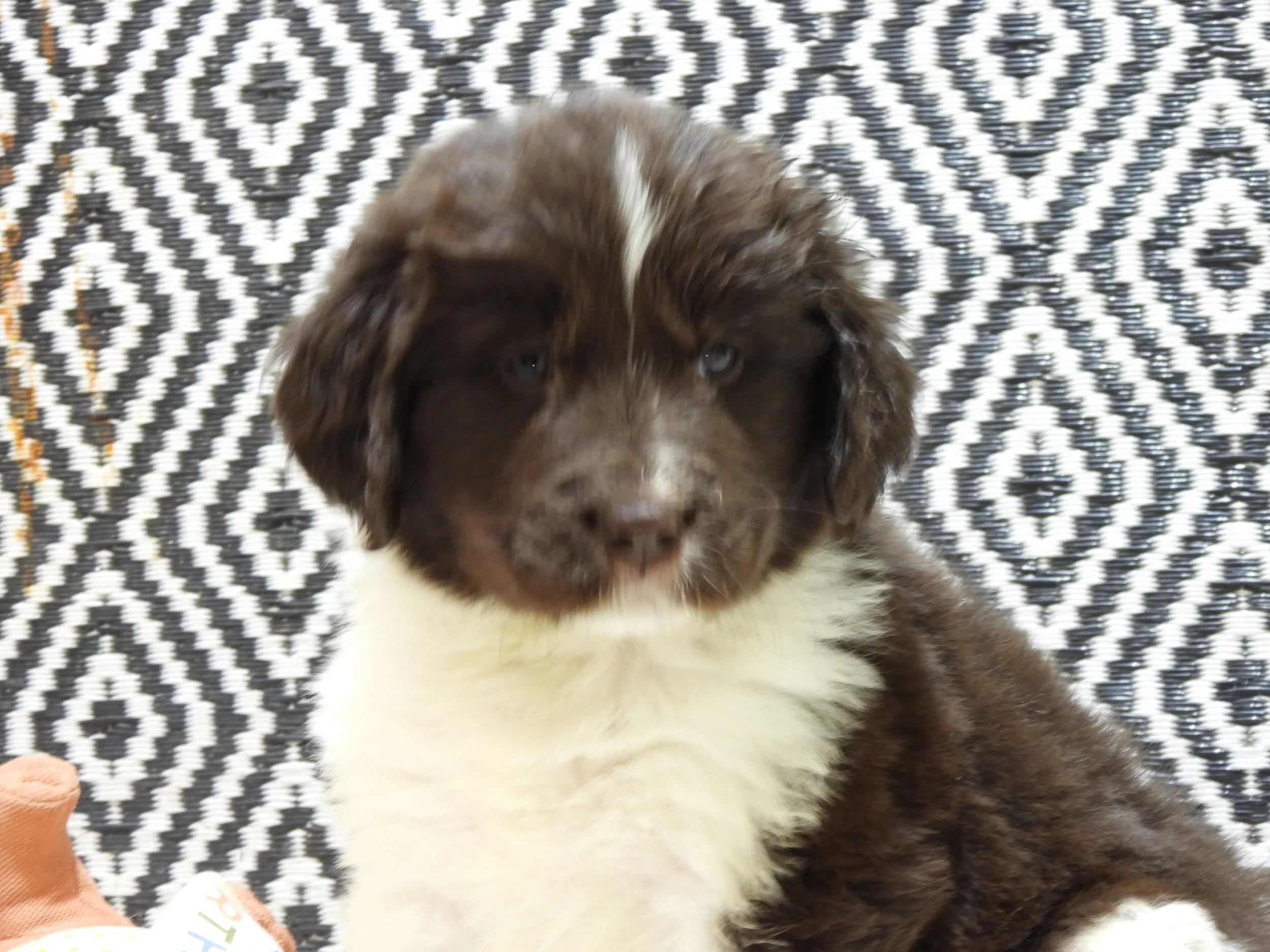 A Brown Landseer newfoundland  puppy with a black and white patterned background. Avaiable right now in Culombus Ohio