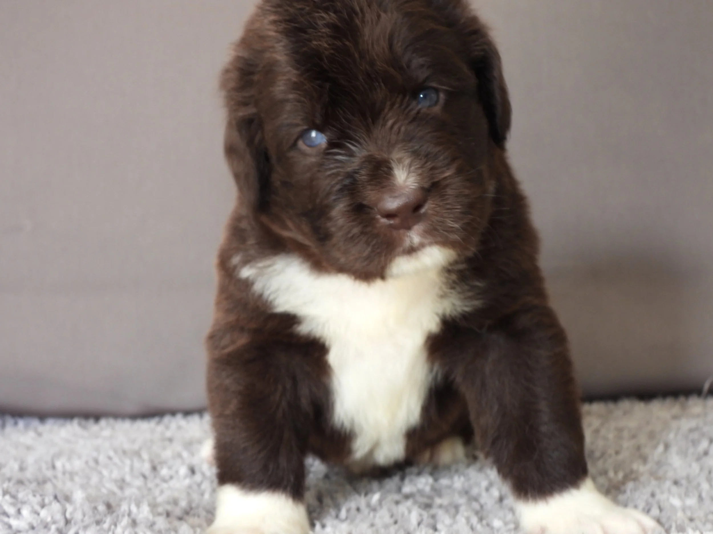 A brown and white pup, sitting on the carpet looking towards you.