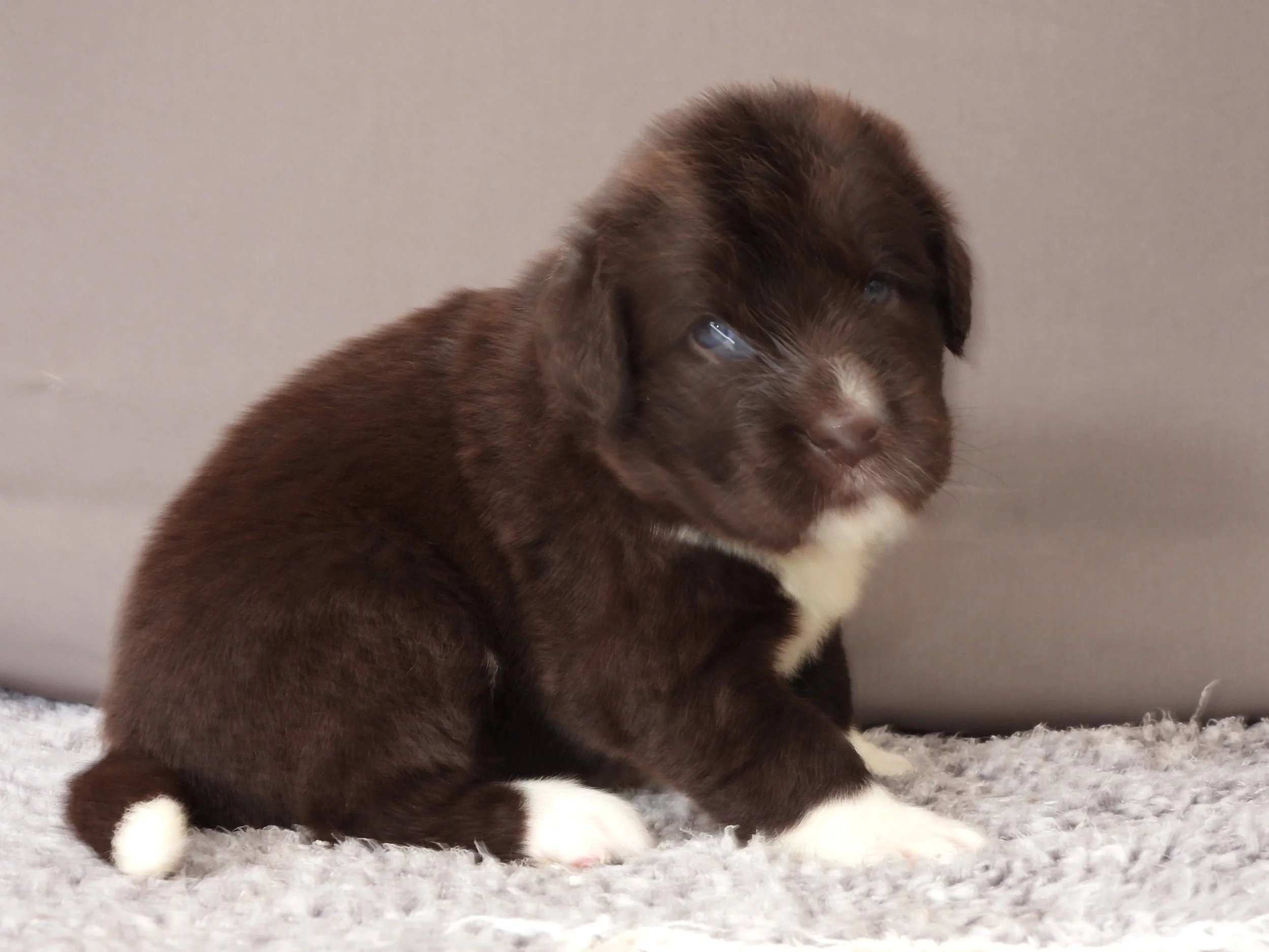 Brown and white puppy, sitting on the carpet, facing right, with a gray wall in the background.