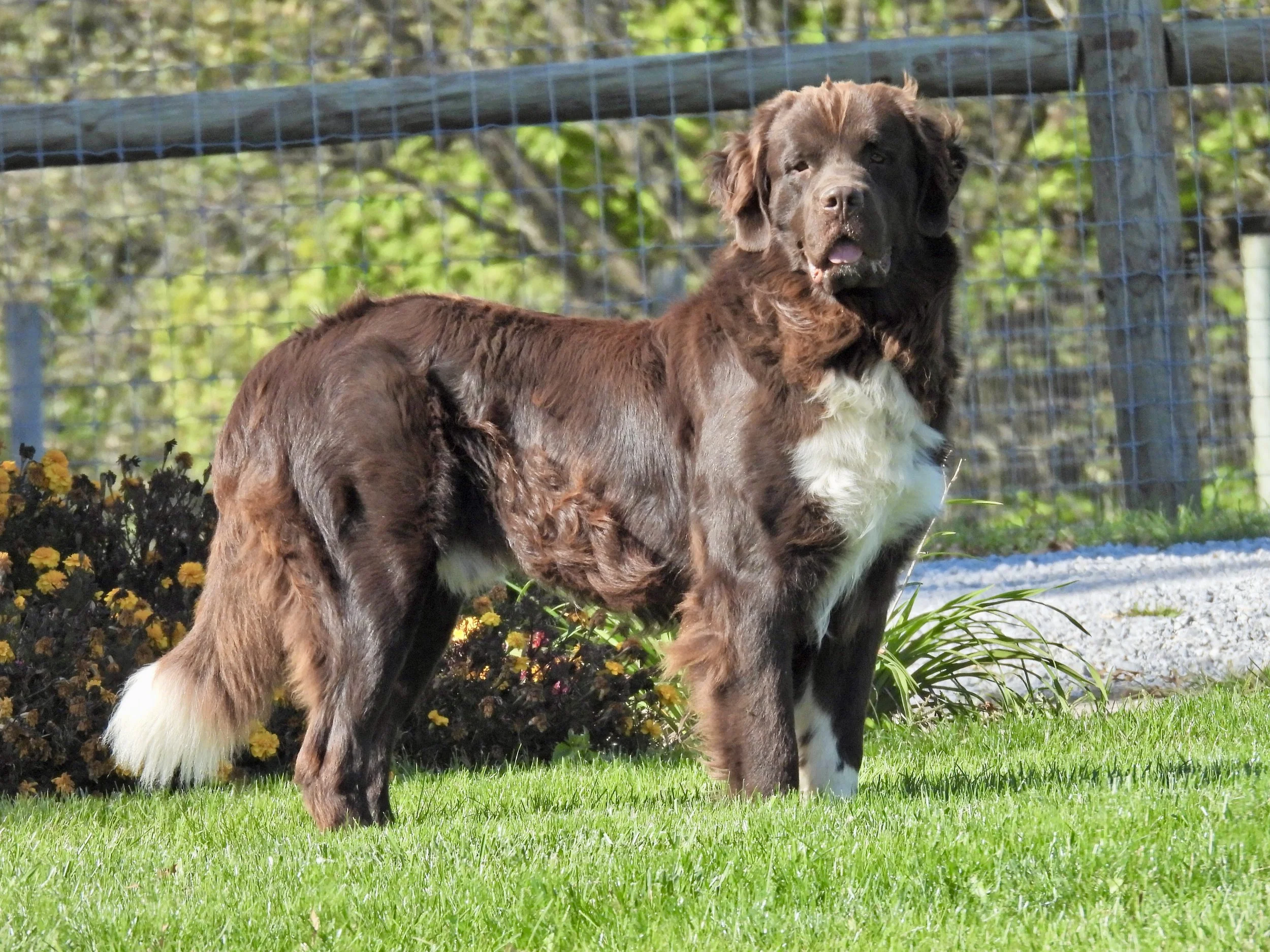 mALE NEWFOUNDLAND DOG