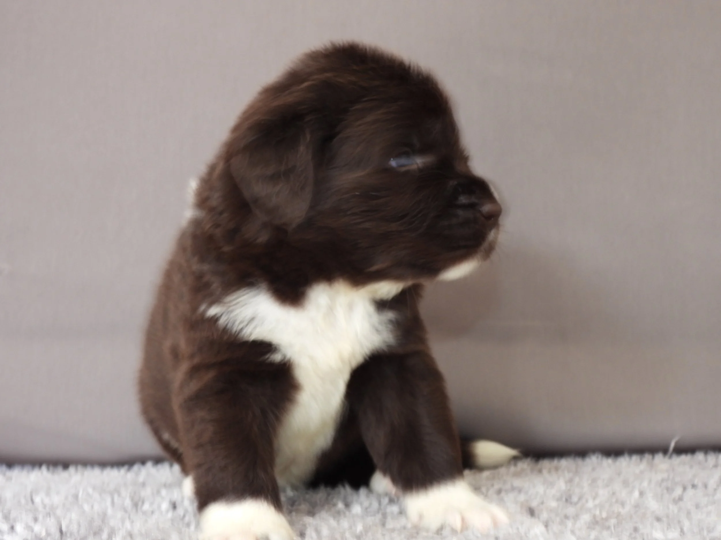 Close-up of a brown and white puppy, looking right, with a gray wall in the background.