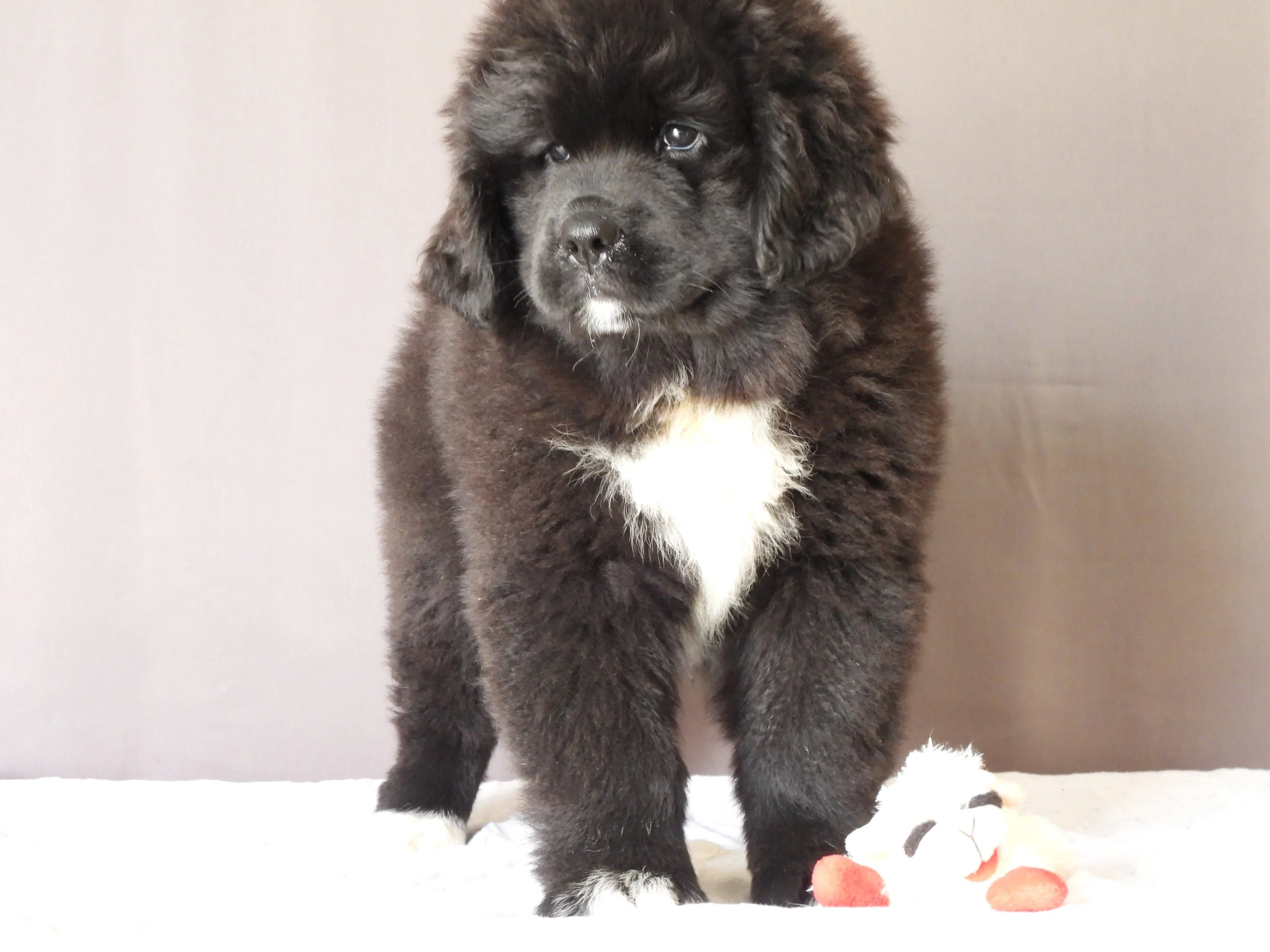 A fluffy black and white puppy with bright eyes standing on a white surface next to orange and white plush toys.
