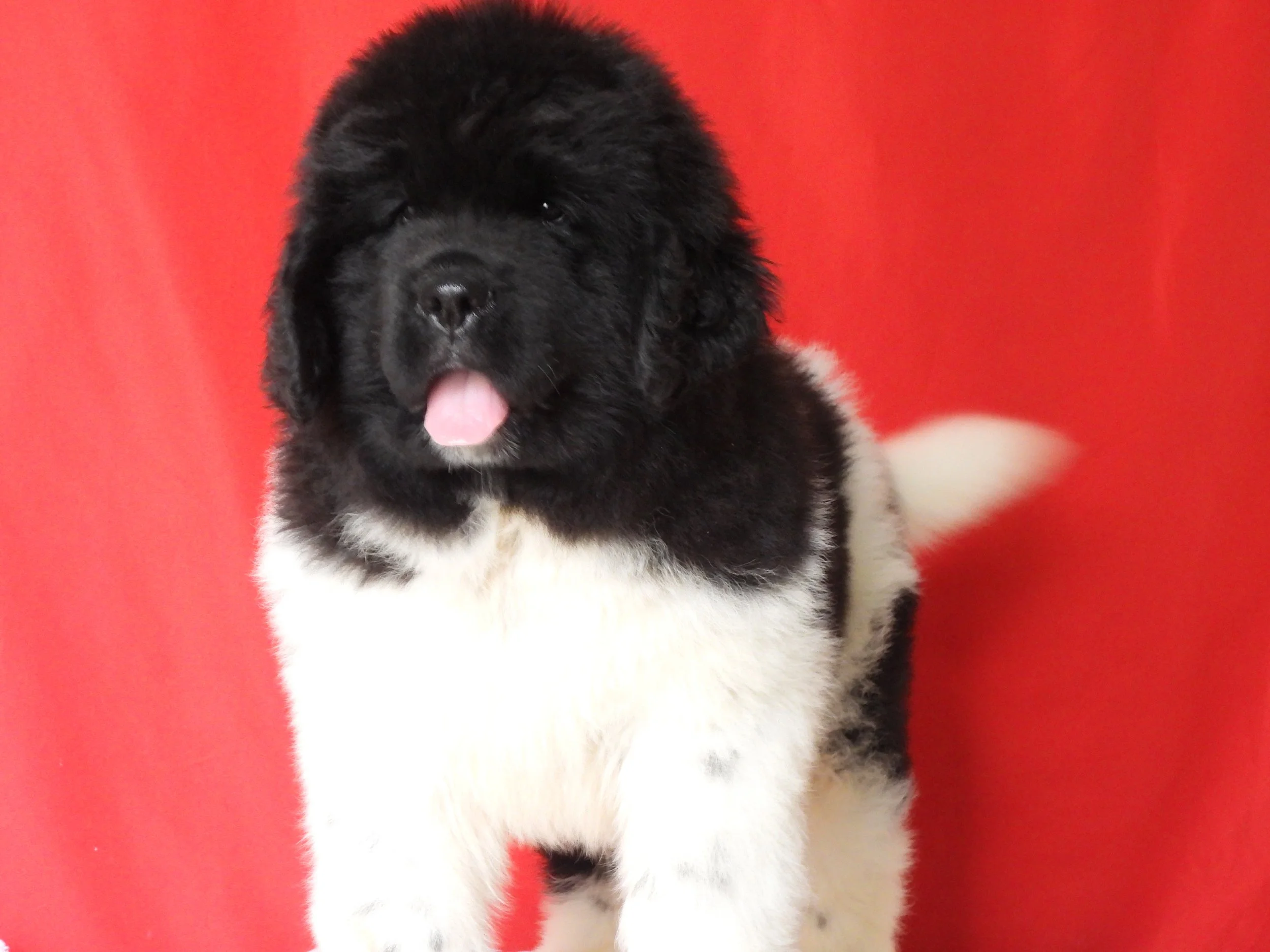 Adorable black and white fluffy Newfoundland puppy with tongue sticking out against bright red background . OFA Cleared through parantage.