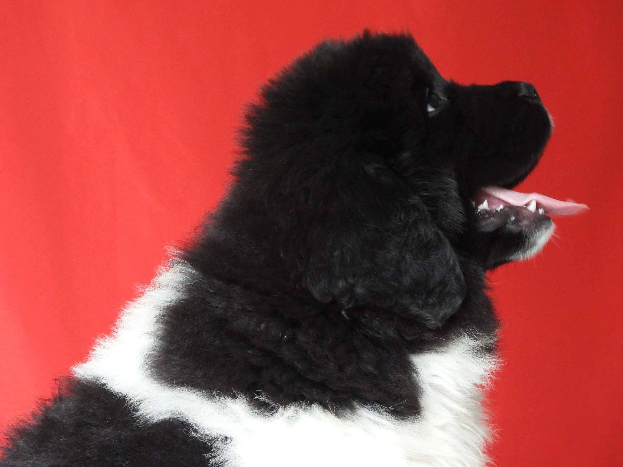 Profile view of a black and white Newfoundland puppy with its mouth open against a red background Available in Columbus Ohio.