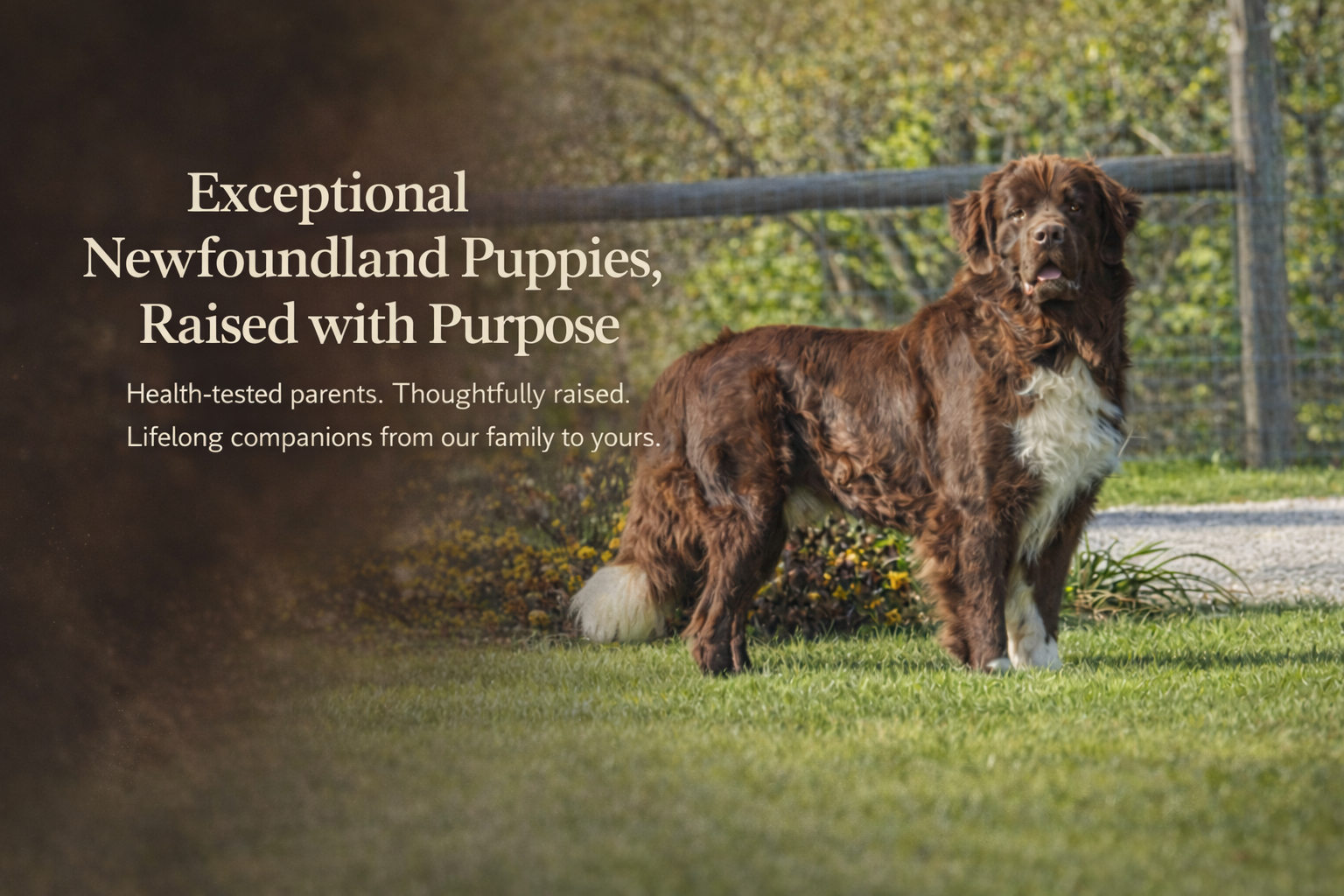 A brown and white Newfoundland puppy standing on grass near a fence with bushes and trees in the background.