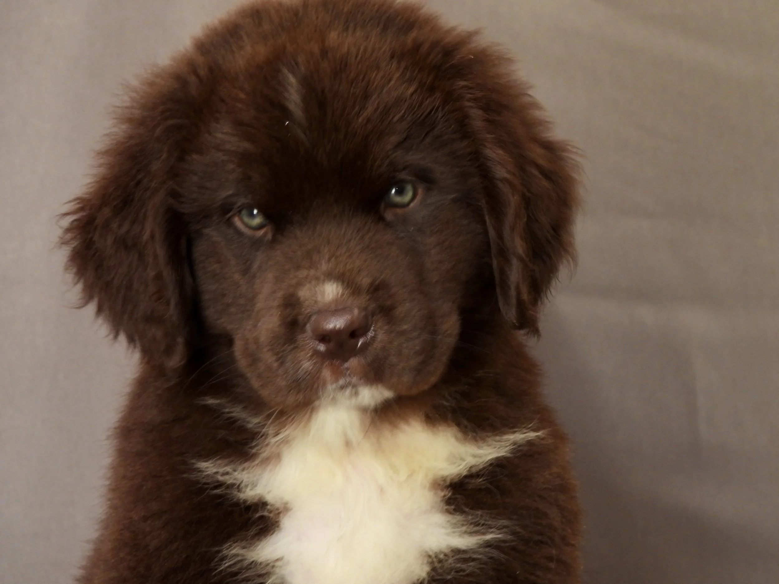 brown newfoundland puppy in ohio