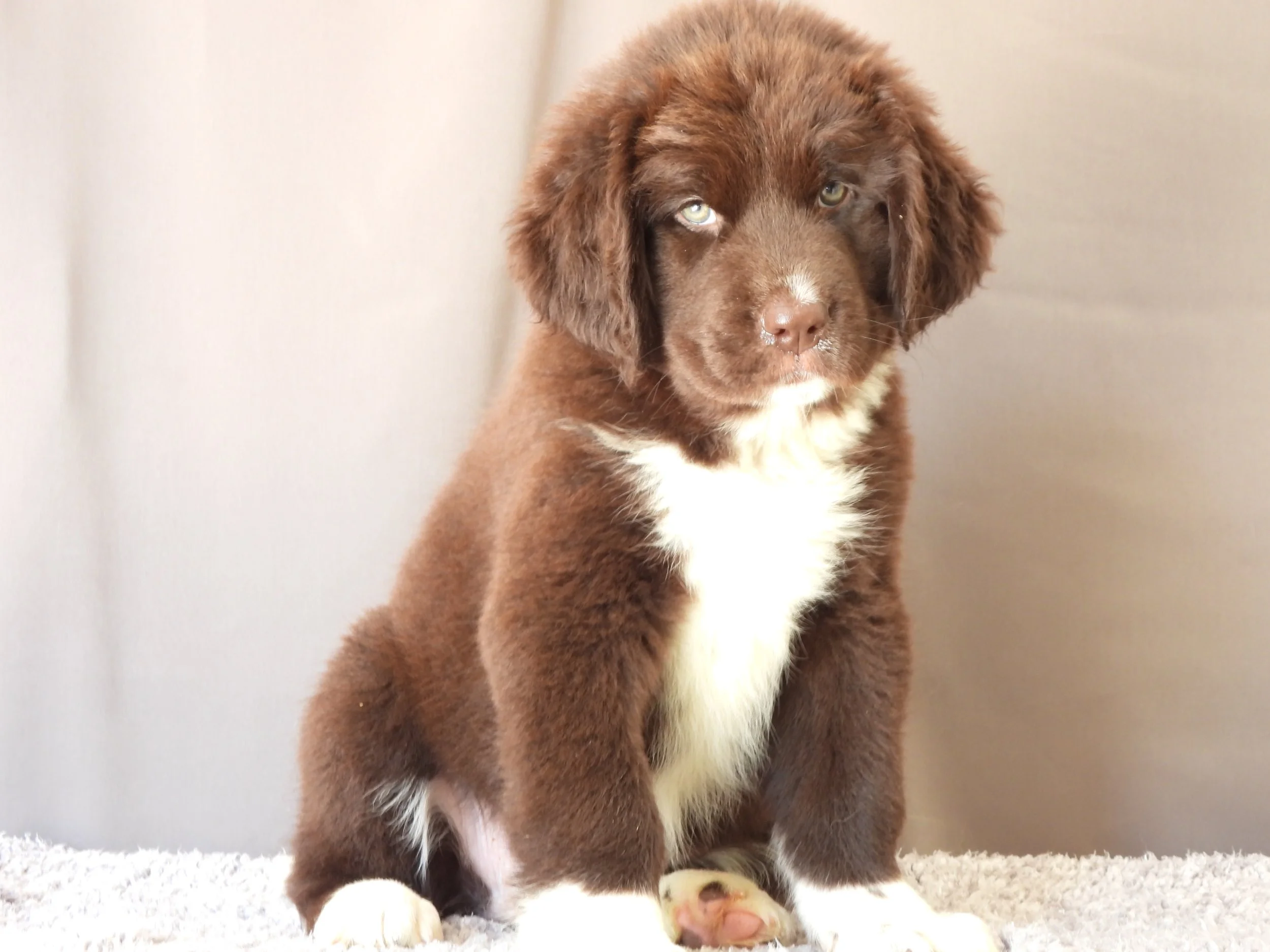 Brown Newfoundland puppy in ohio