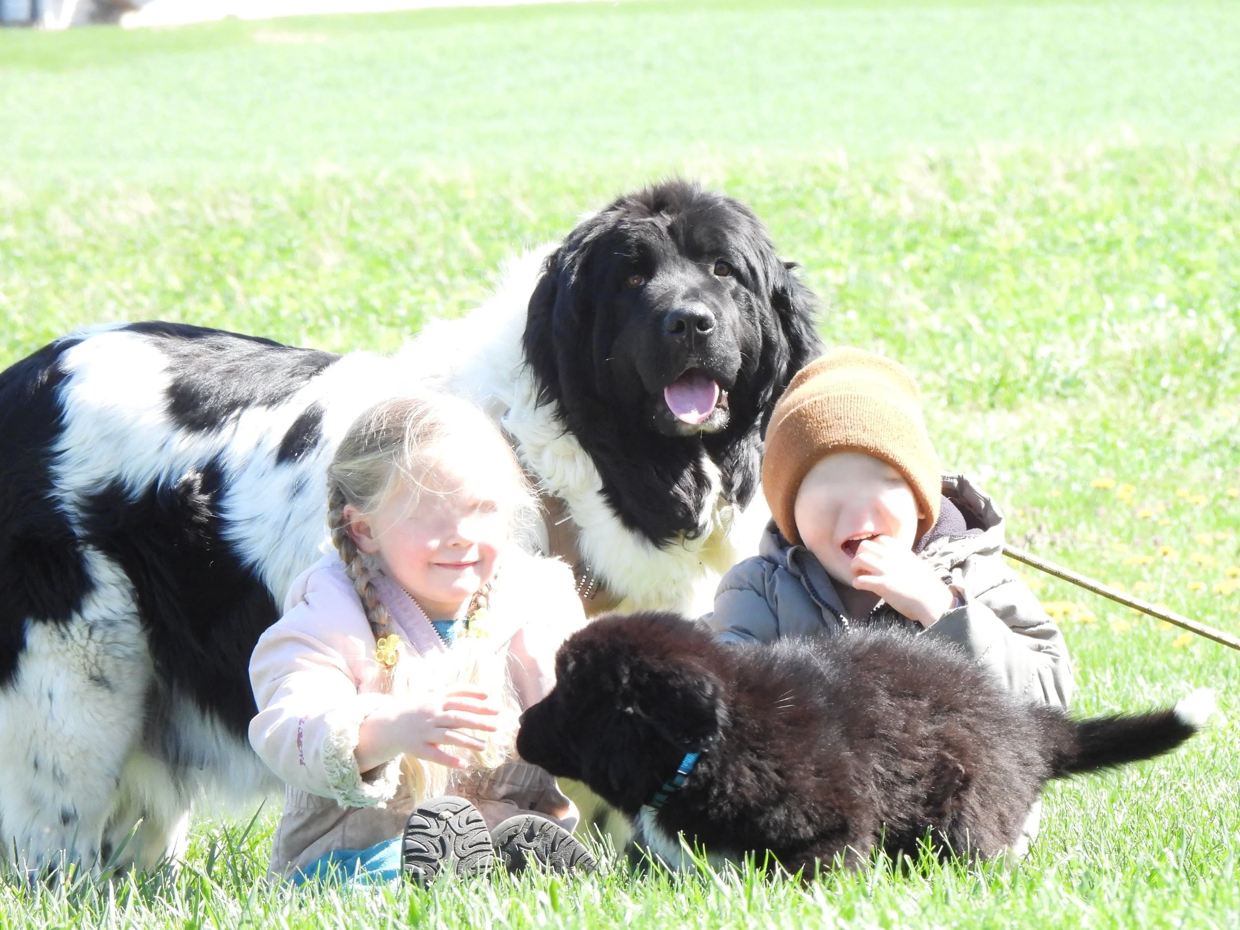 Two young children sitting on grass with two large Newfoundland dogs, one black and white and the other black, outdoors on a sunny day.