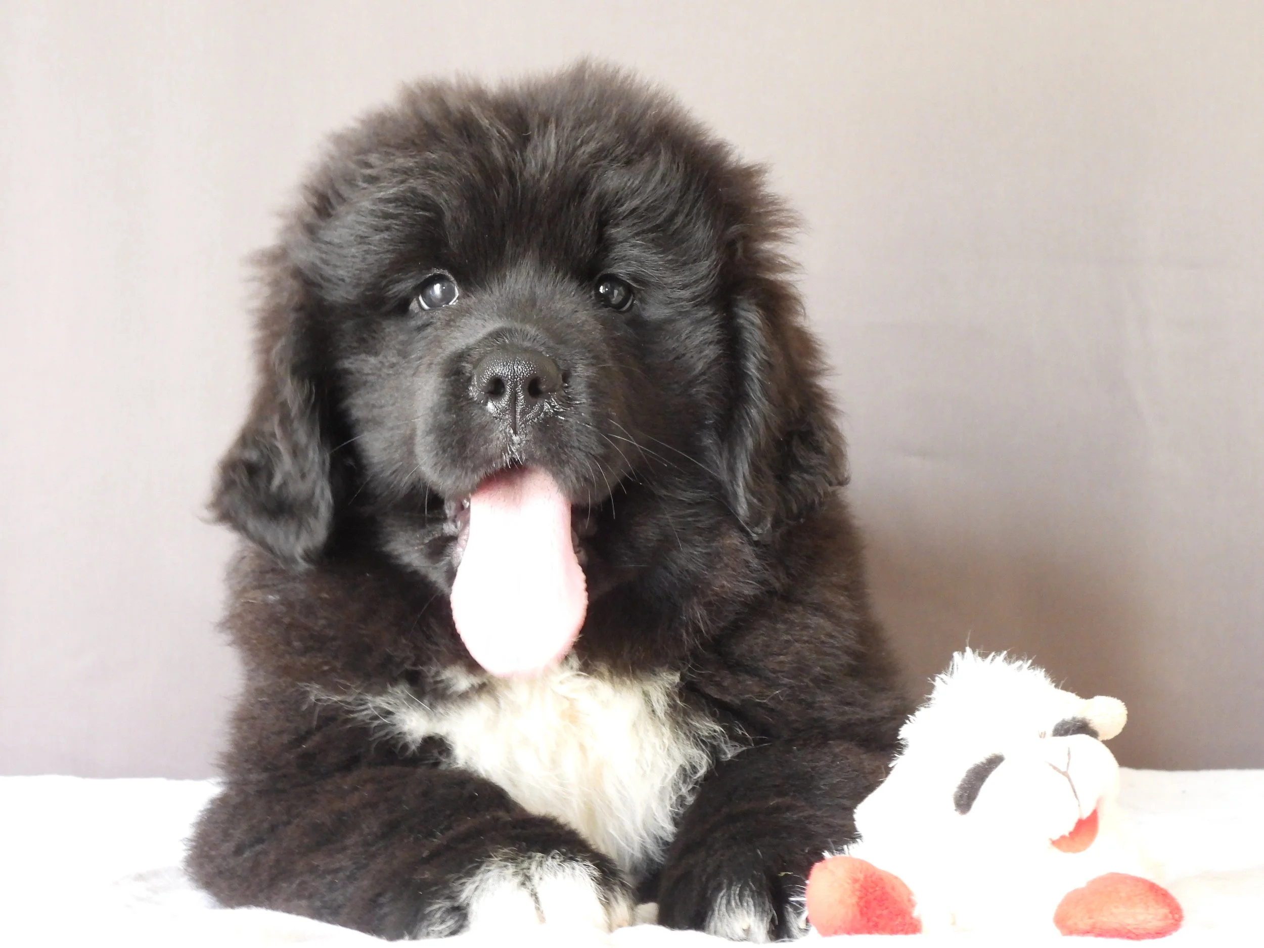 A black puppy with floppy ears and a white patch on its chest, sticking out its tongue, sitting on a white surface with a plush red and orange toy nearby against a plain gray background.