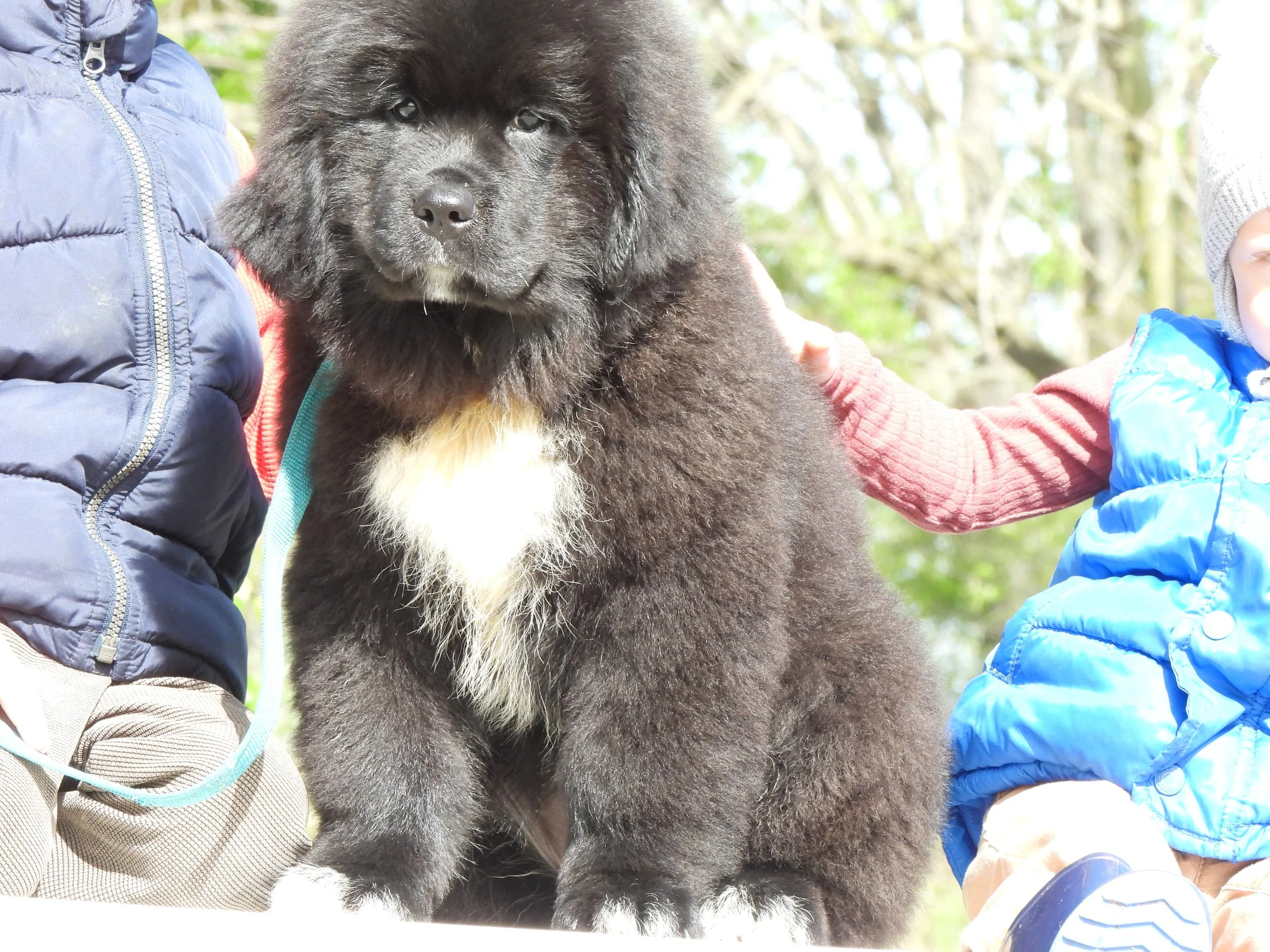 A large fluffy black Newfoundland  puppy with brown and white markings on its chest, Available for sale In Dalton Ohio near Columbus Ohio.
