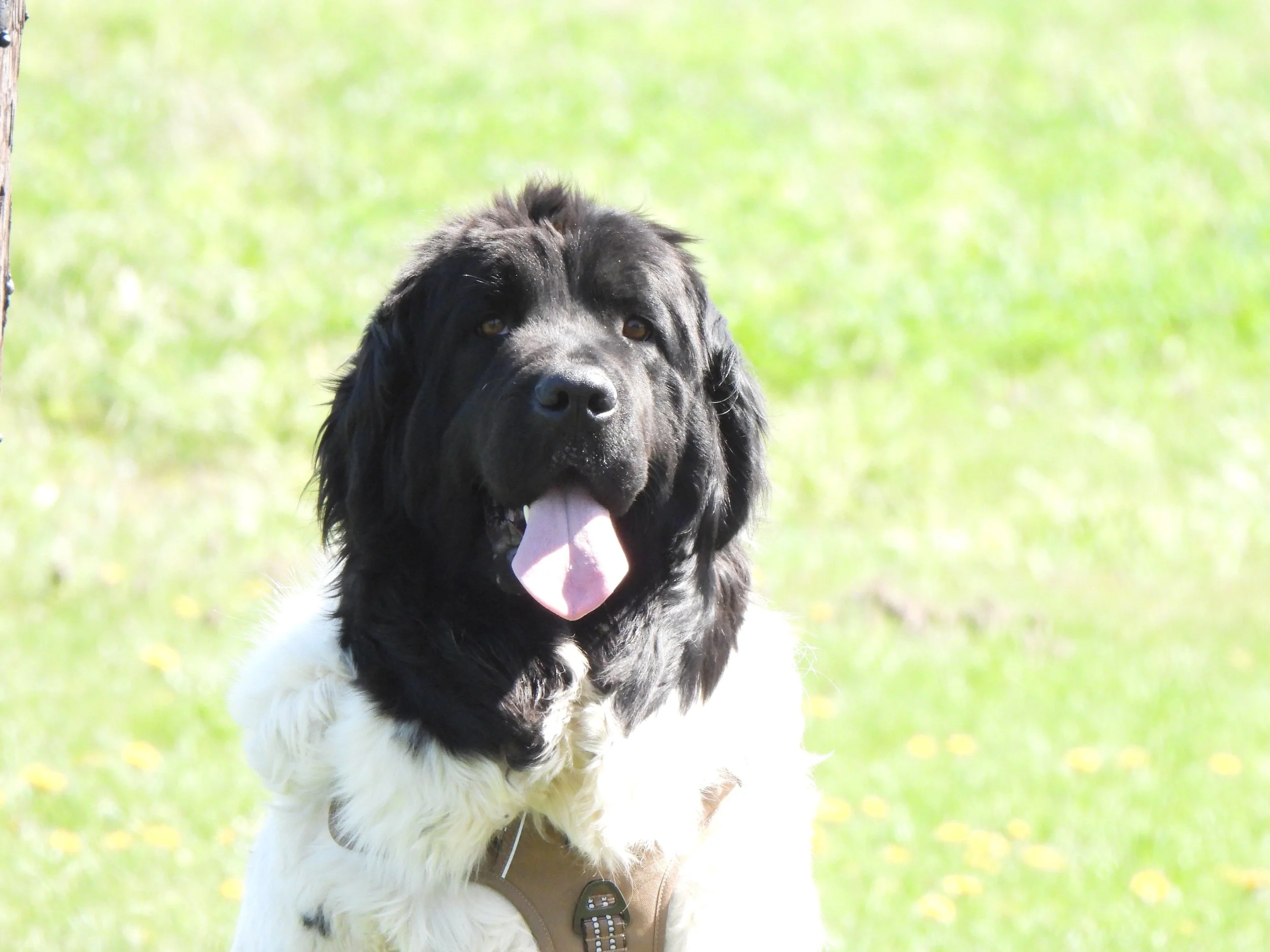 Newfoundland female dog