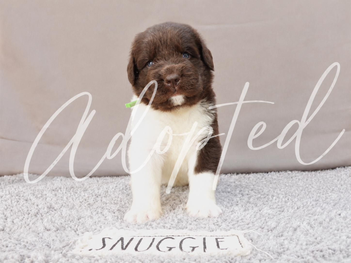 newfoundland puppy