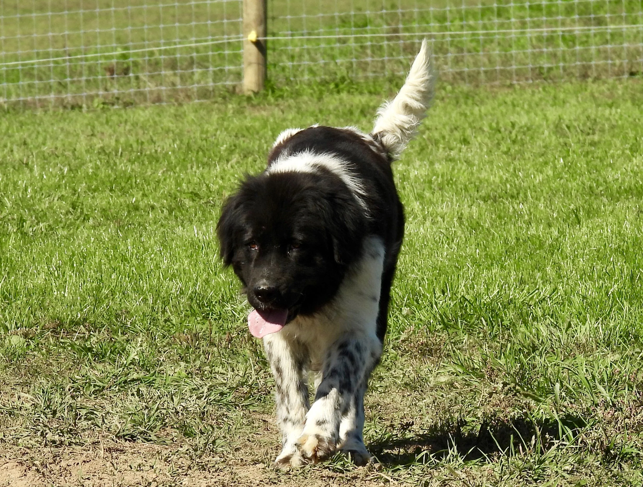 Newfoundland female dog