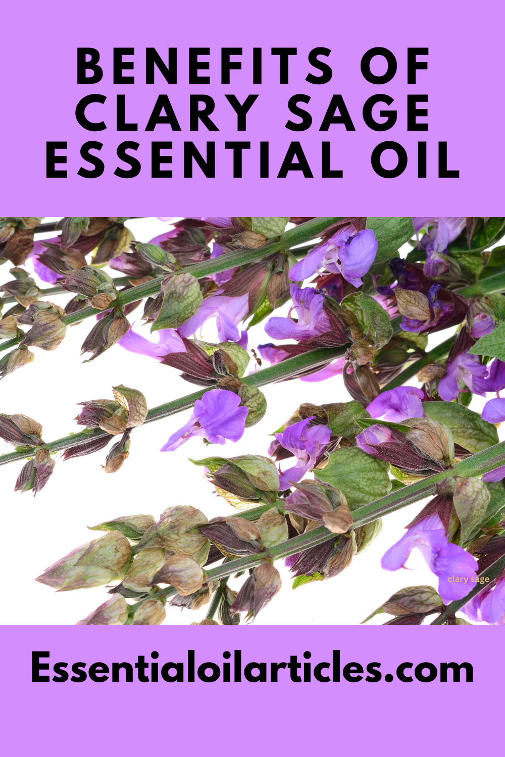 Benefits of Clary Sage Oil
