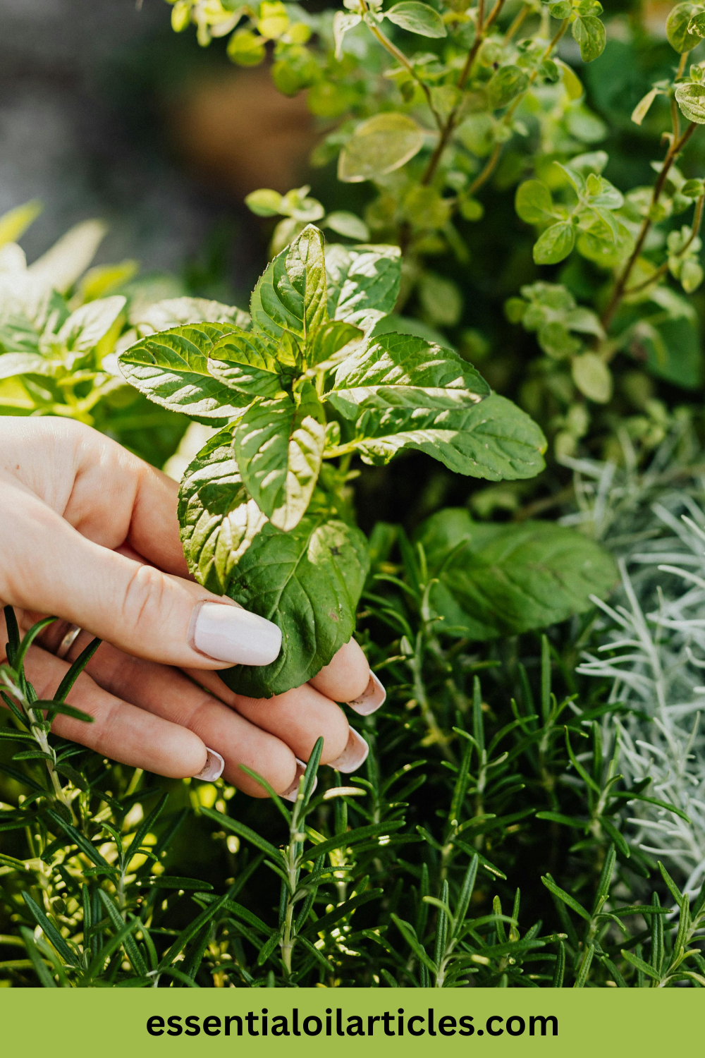 The Amazing Benefits of Thyme Essential Oil