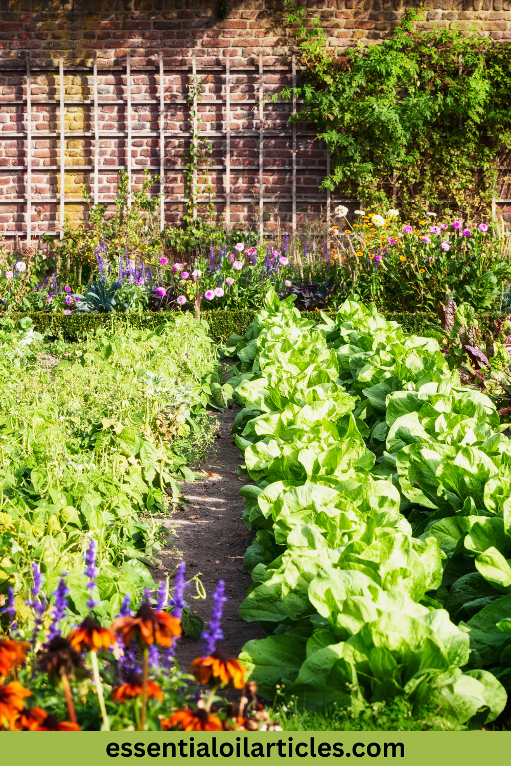picture of garden