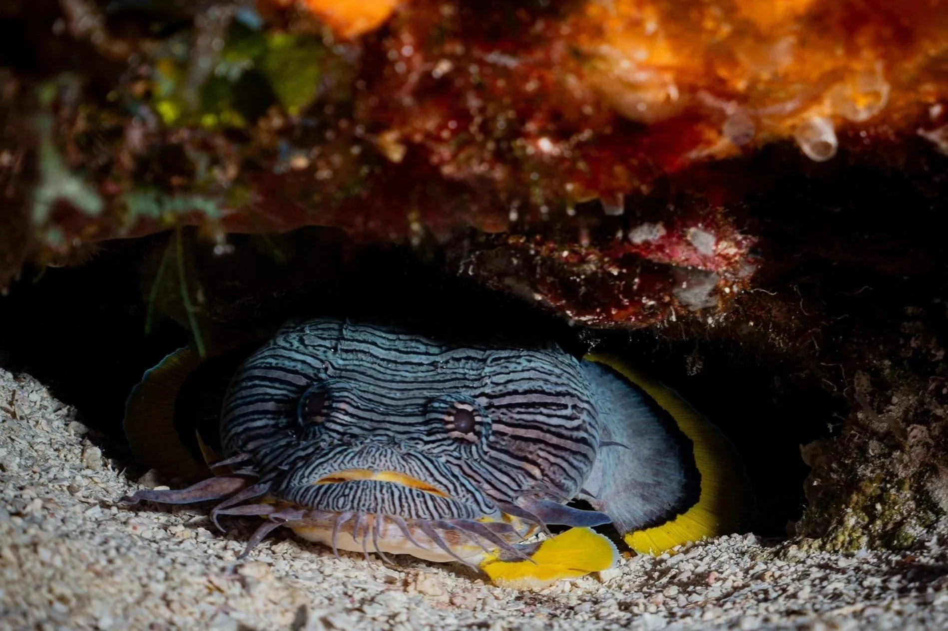 Cozumel's splendid toadfish