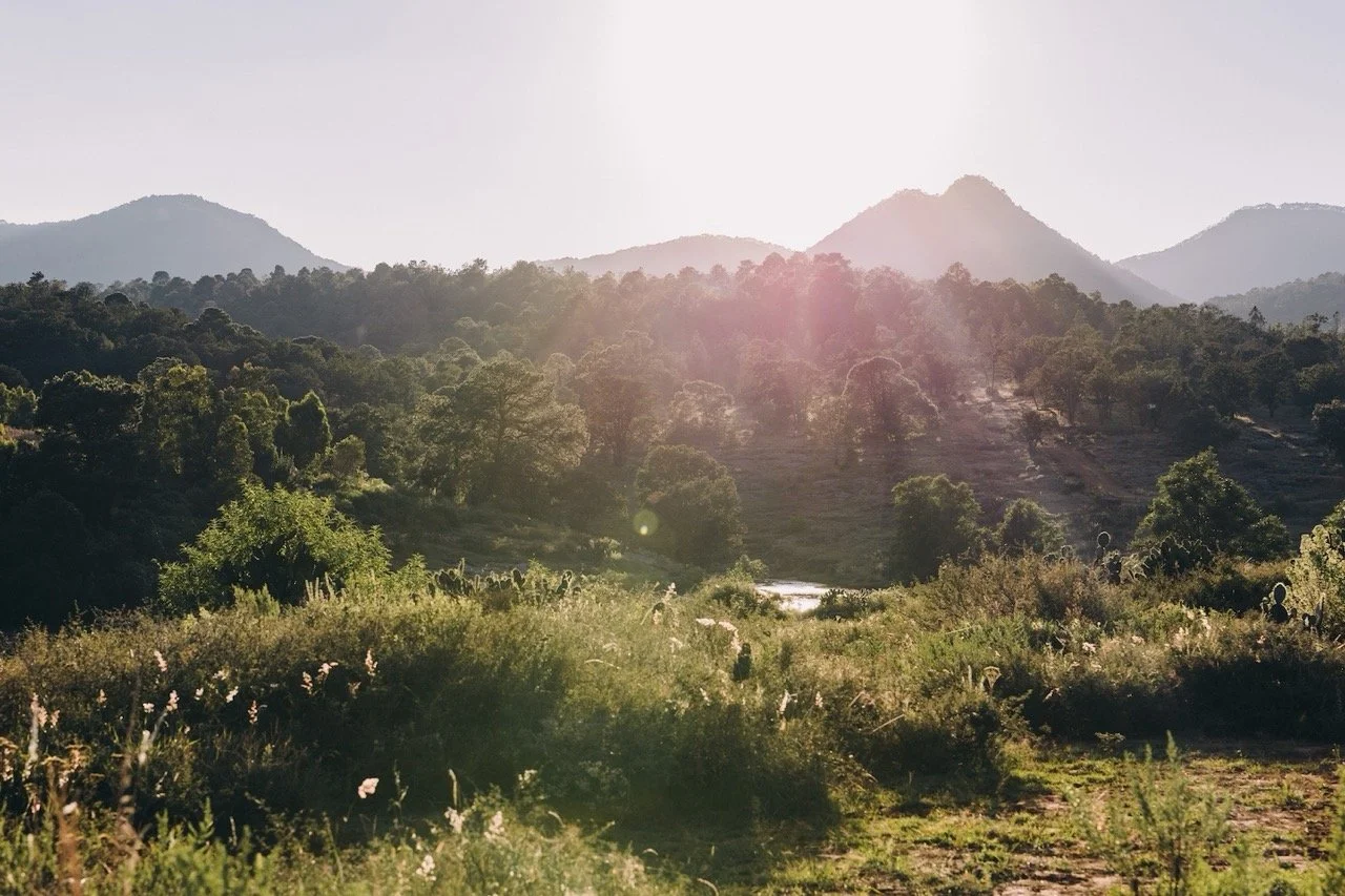 Scenic landscape of rolling hills and mountains with lush green trees, shrubs, and cacti, illuminated by sunlight.