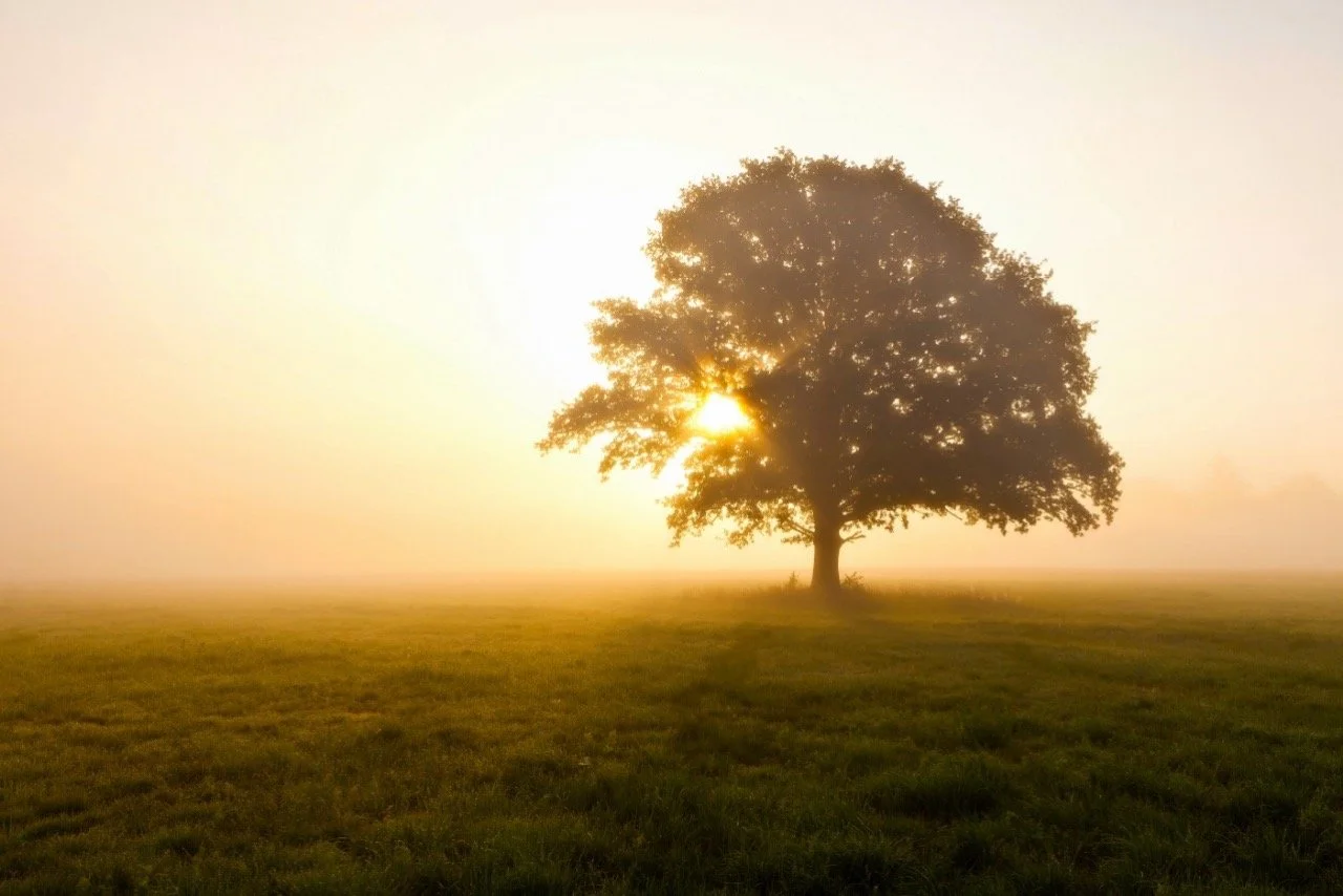 A lone tree in a foggy field at sunrise or sunset, with the sun partially obscured behind the tree, casting a warm glow.