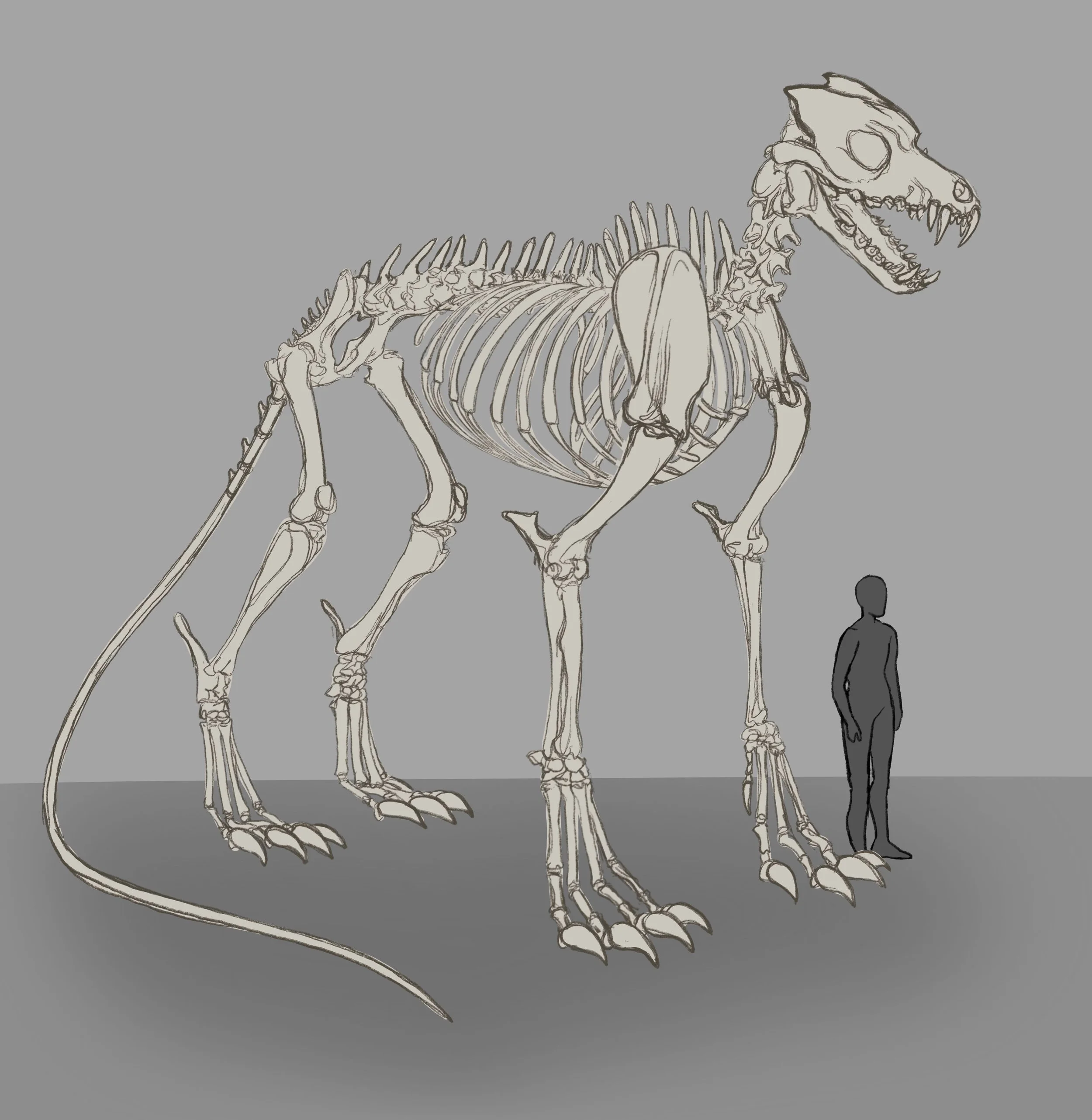 Canine Creature Écorché - Bones