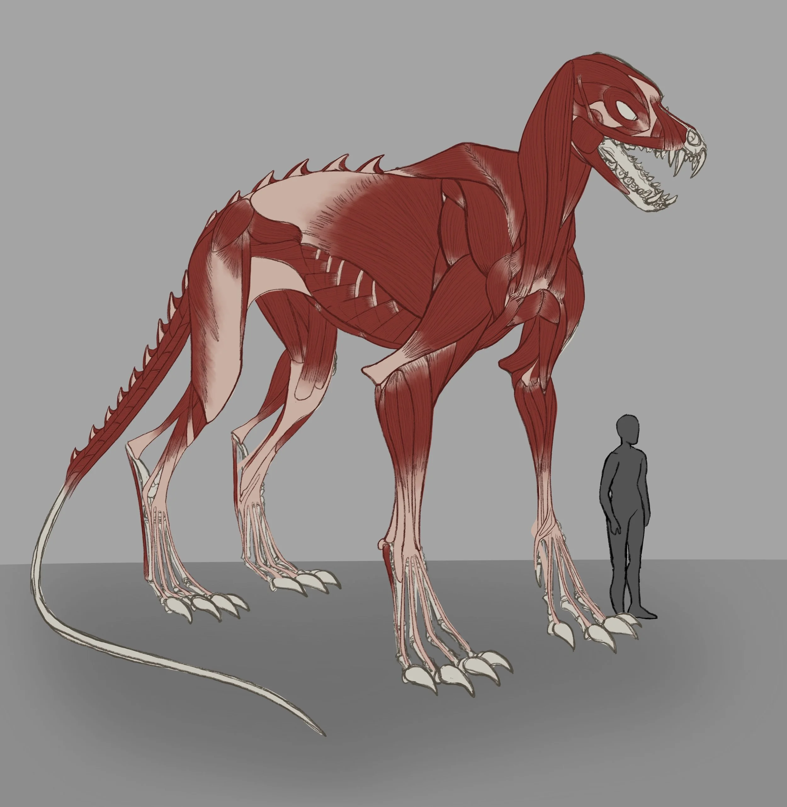 Canine Creature Écorché -Muscles