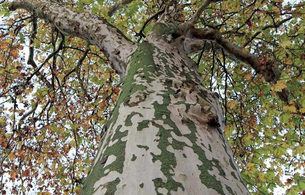 Élagage vs abattage : quelle solution choisir pour votre arbre ?