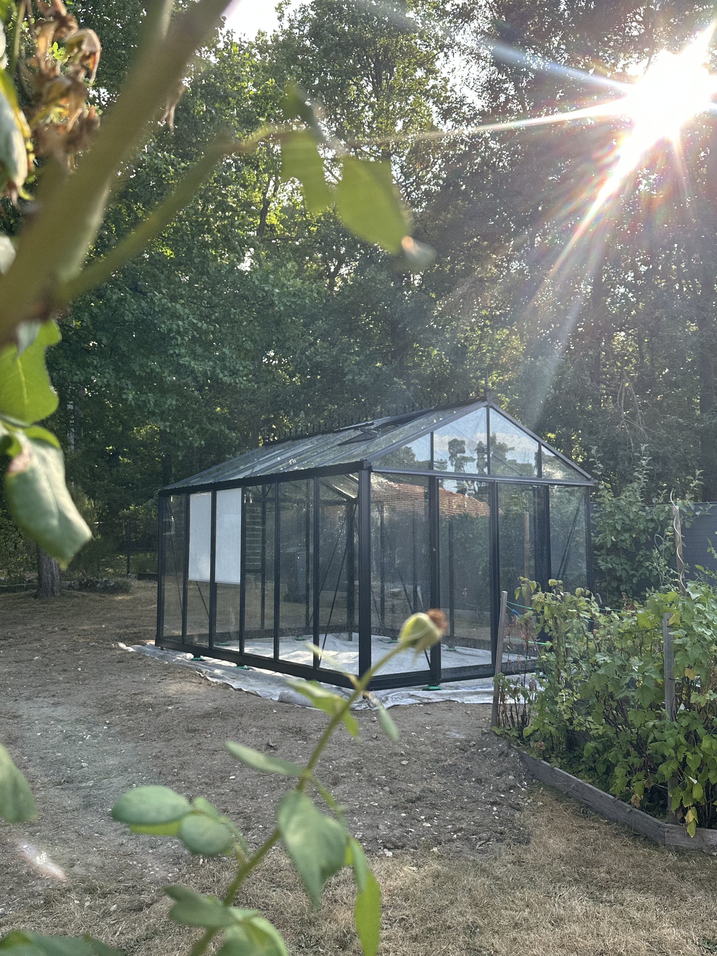 Serre en verre dans un jardin entourée d'arbres et de végétation, avec le soleil brillant dans le ciel. Le sol autour de la serre est en terre.