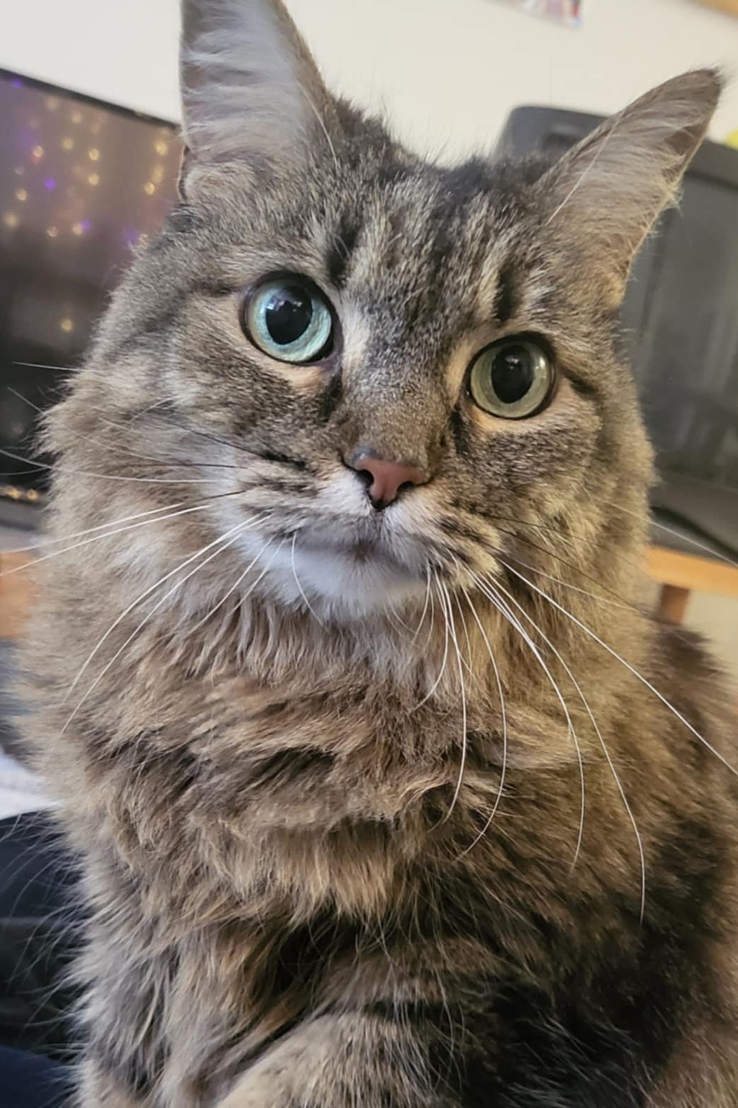 A photo of Lydia's cat, Raine. She is a fluffy tortoise shell tabby with features hinting at some Maine Coon ancestry. Her eyes are wide and the color of seaglass. Her fur is very soft; I wish alt text could let you feel it.