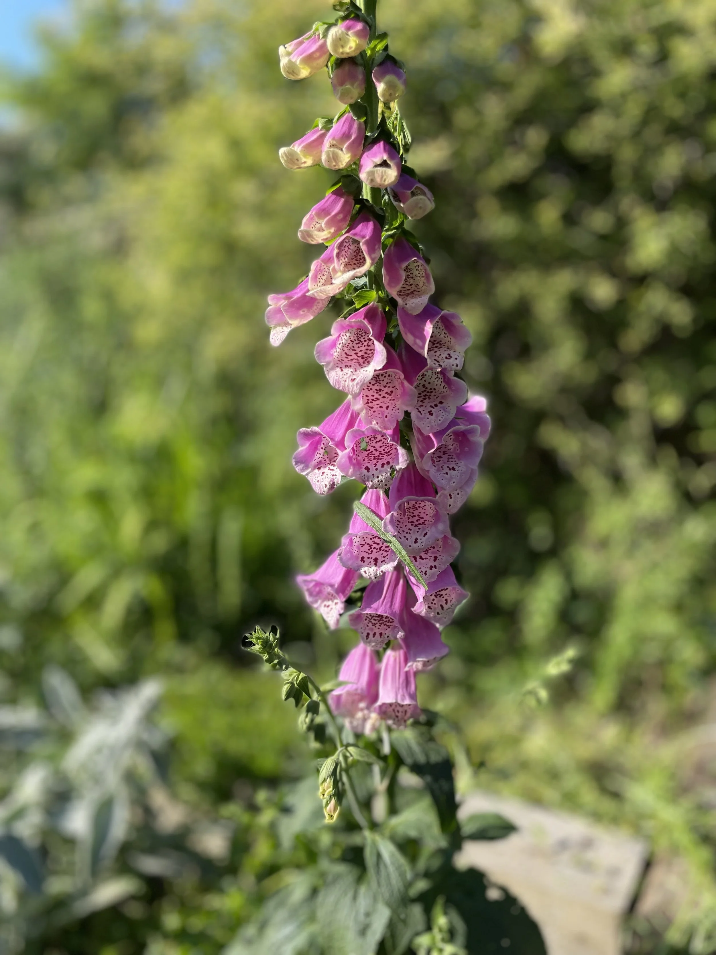 Pink and purple foxglove flowers blooming on a tall spike in a garden with green foliage in the background.