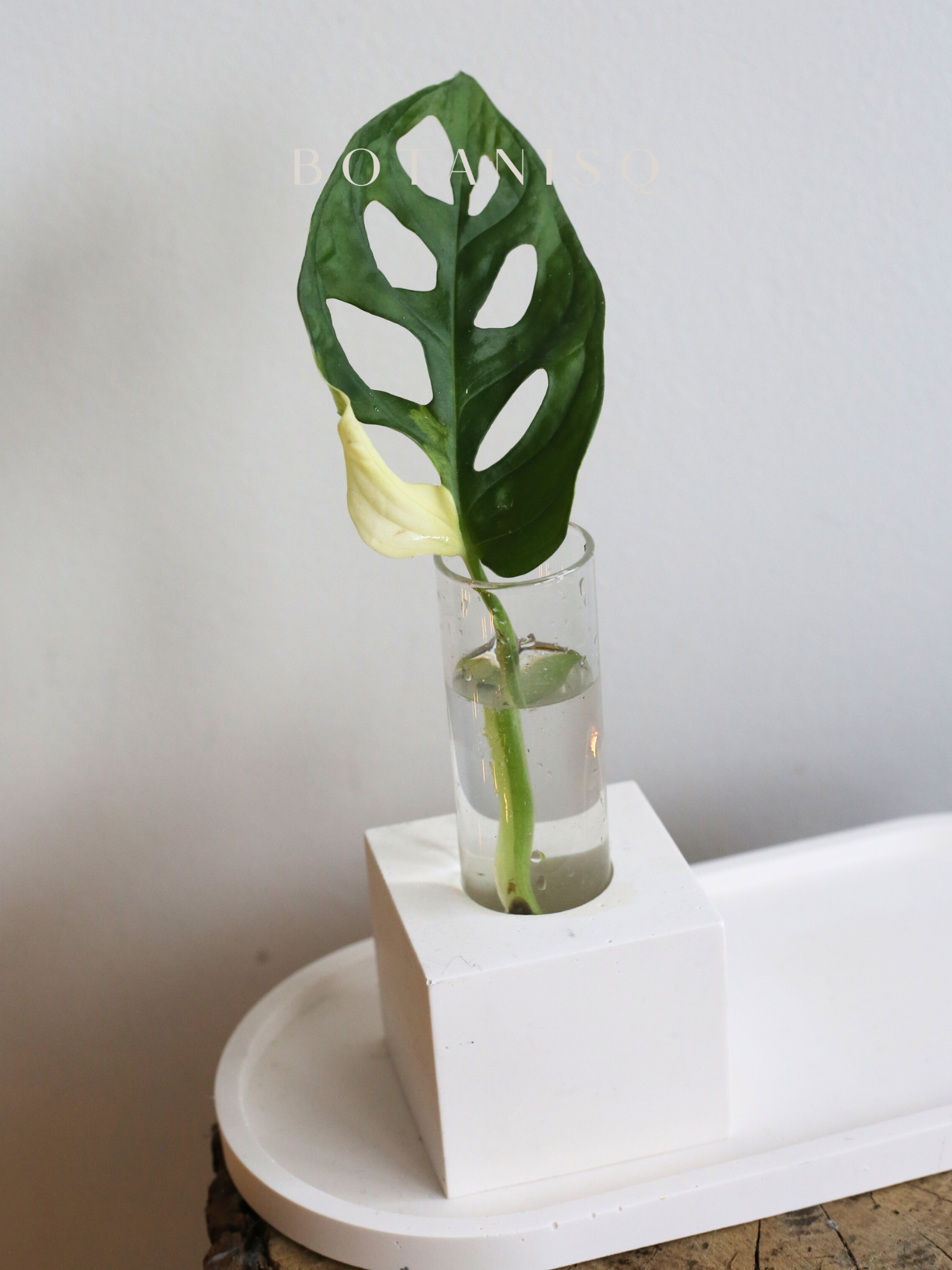 Nnadypropagationvase01-3.png