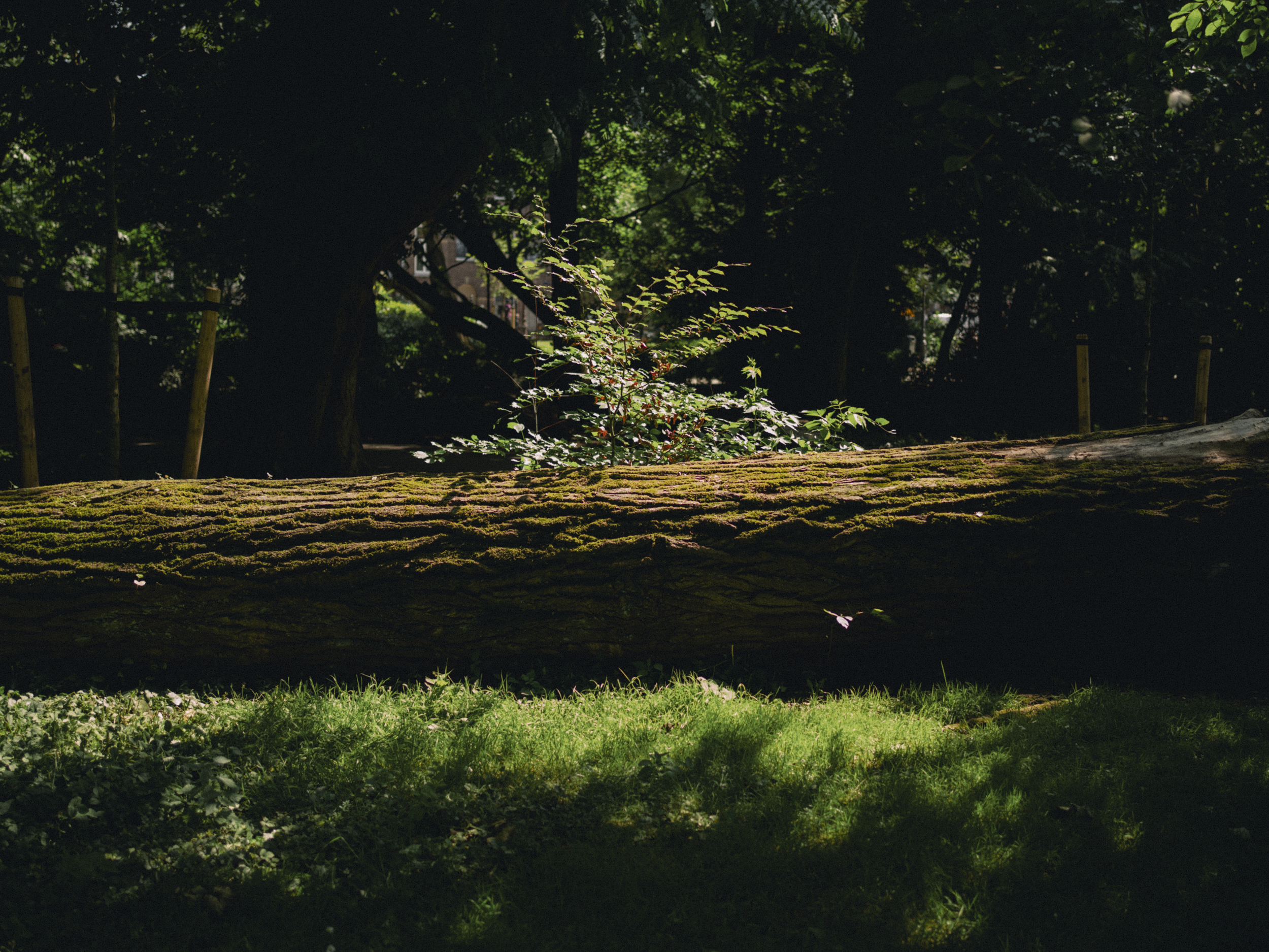 No Soy de Aquí, Ni Soy de Allá / Fallen Tree, Amsterdam, 2025