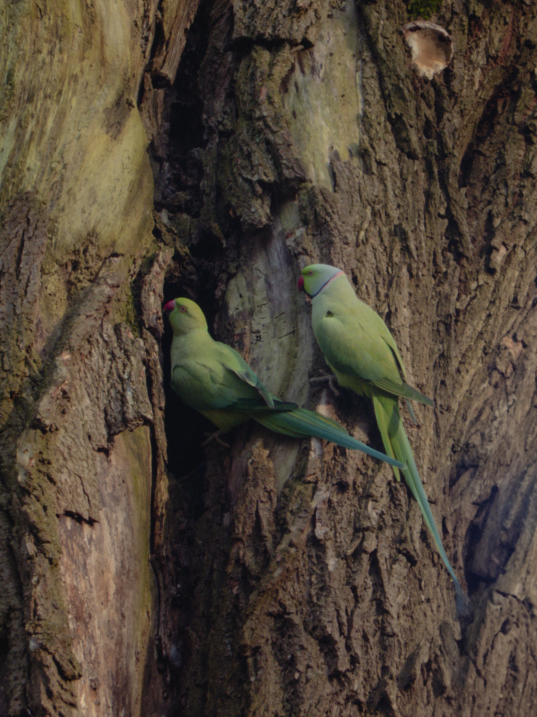 No Soy de Aquí, Ni Soy de Allá / Parakeet Lovers, Amsterdam, 2025