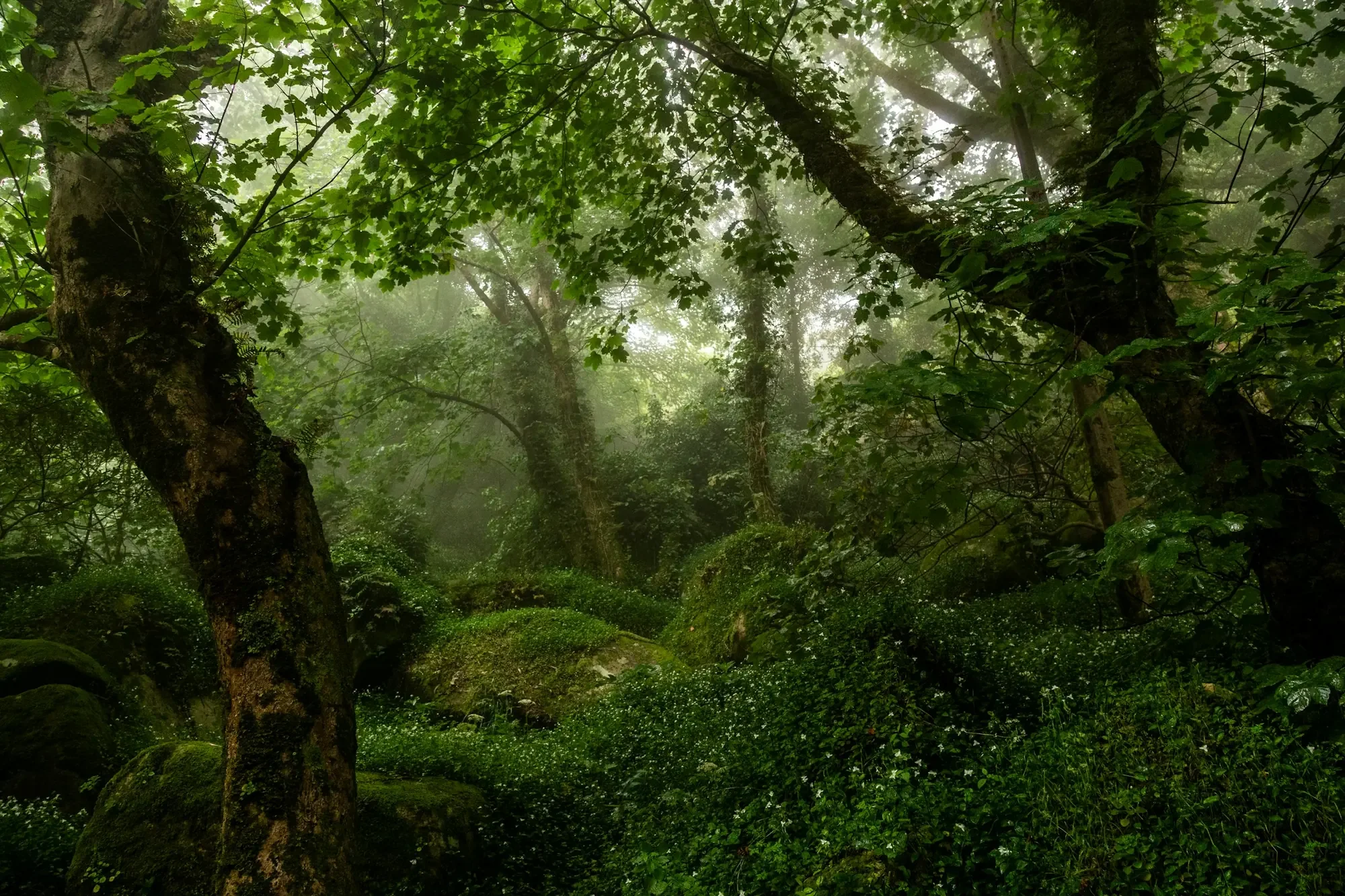 Forest
