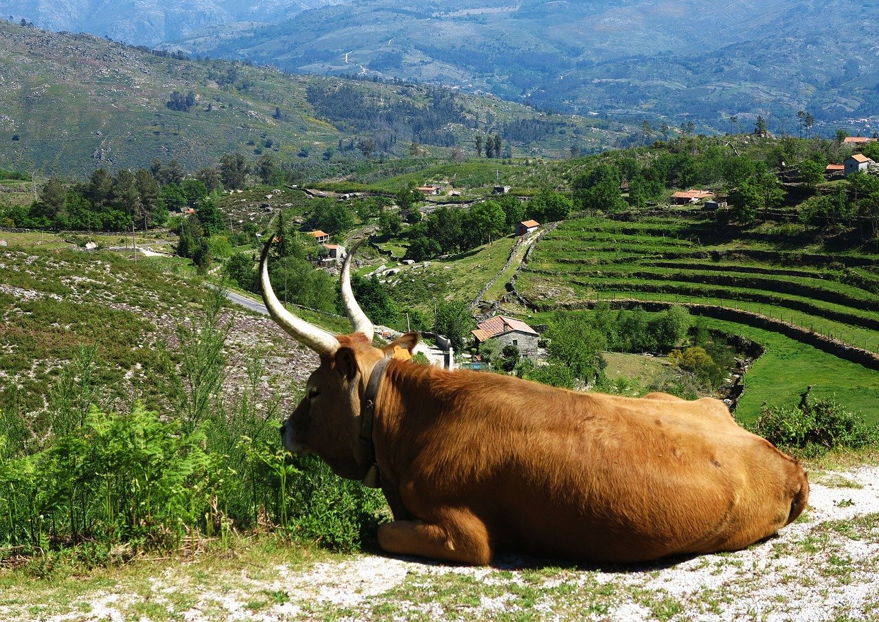 cow-286111_1280.jpg
