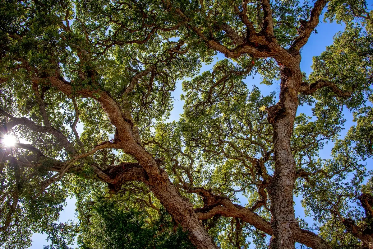 Forest