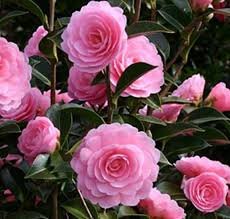 Camellias