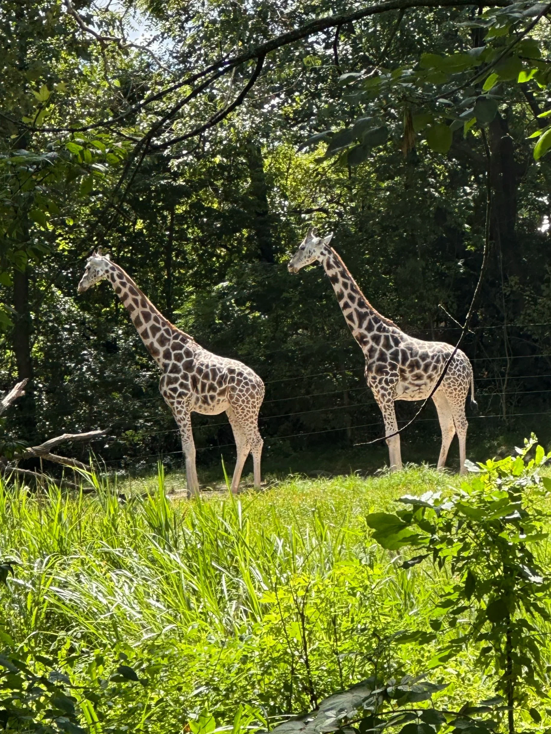 Day Off at the Bronx Zoo