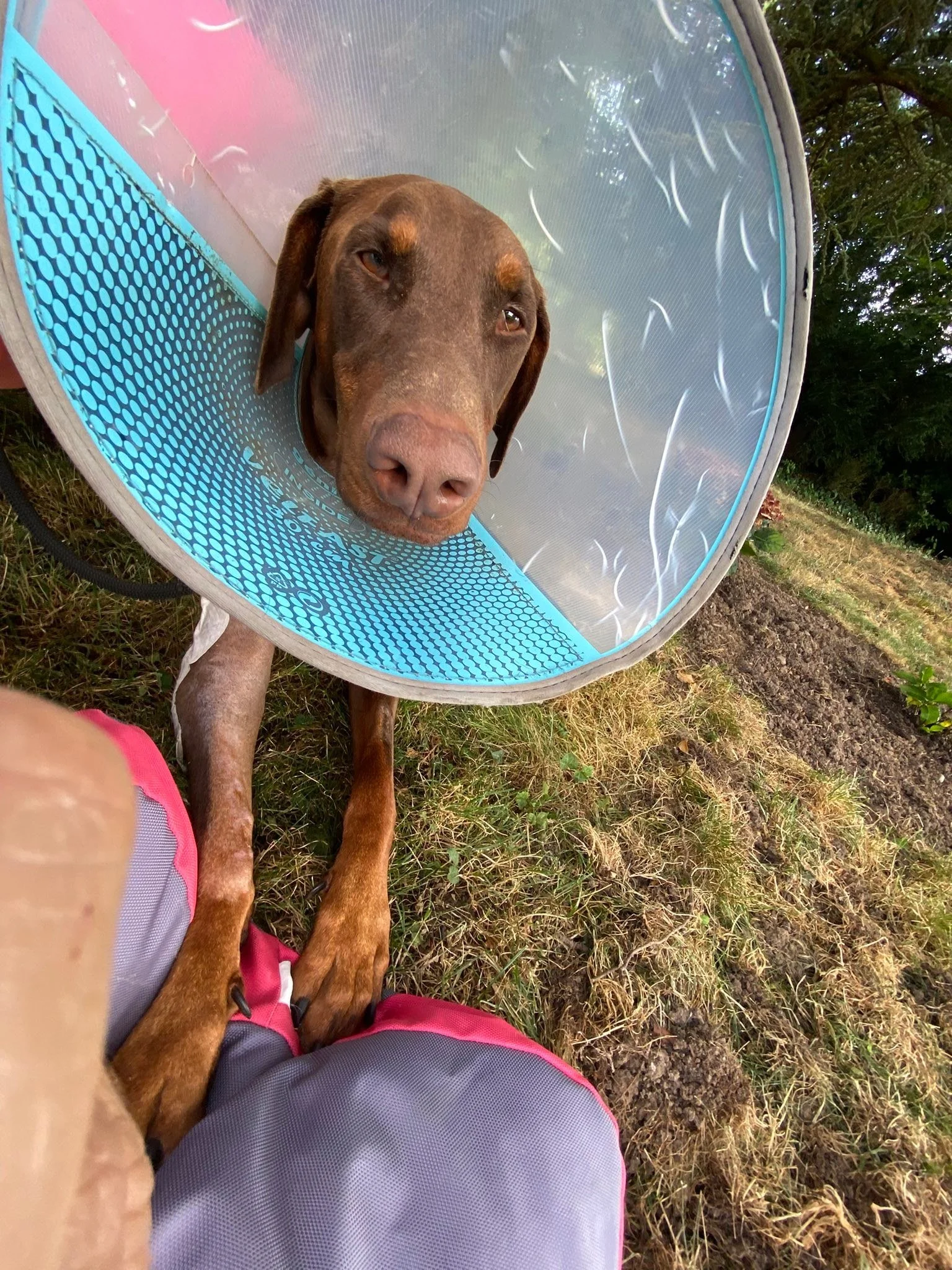 TITUS profite du jardin pour se reposer &agrave; mes pieds, accompagn&eacute; de Zipo et surveill&eacute; par la grande Nikka