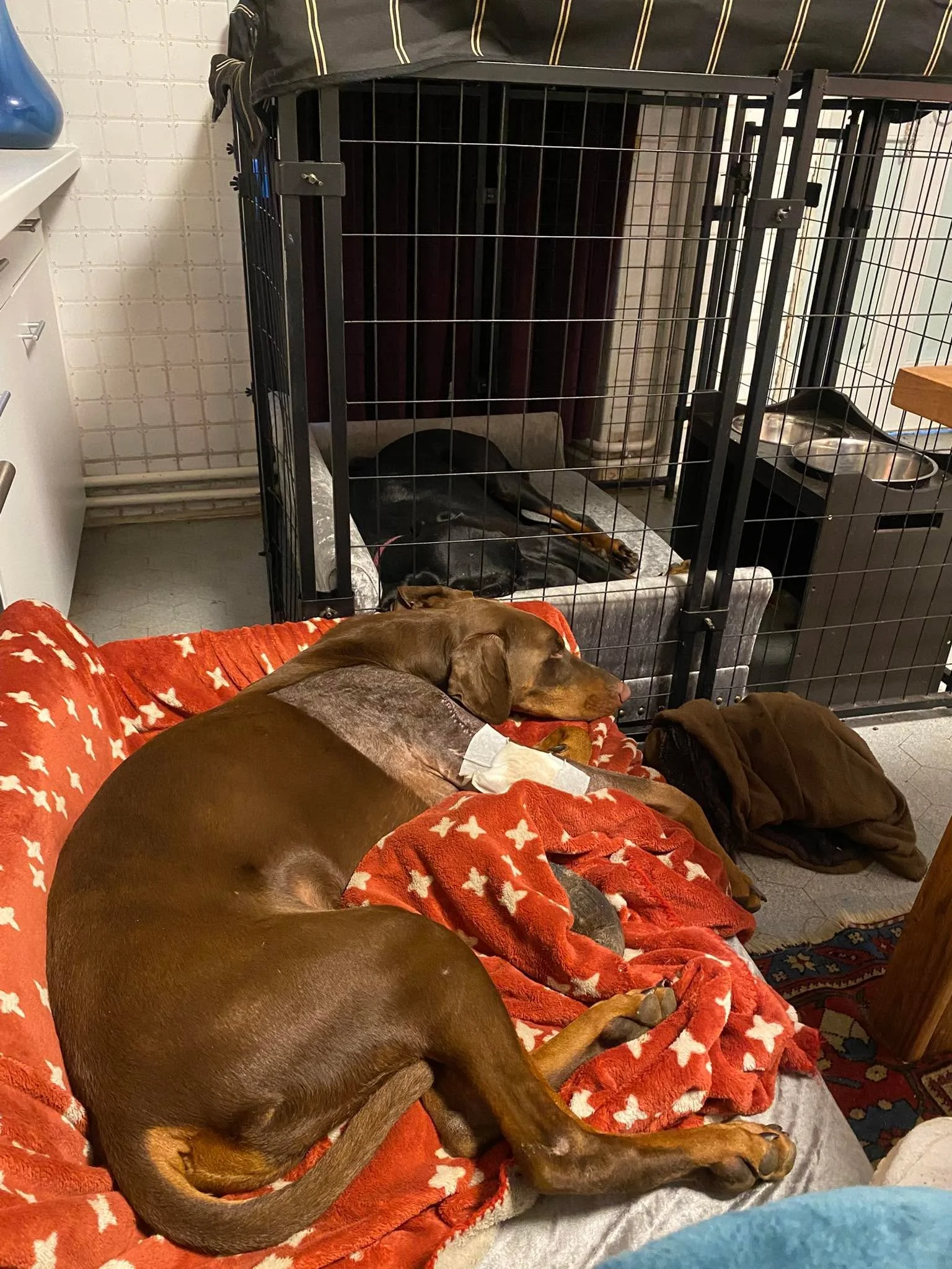 Titus et Nikka ont &eacute;chang&eacute; leurs places.
Nikka dans la cage spacieuse et Titus sur le lit de Nikka &hellip; 😊